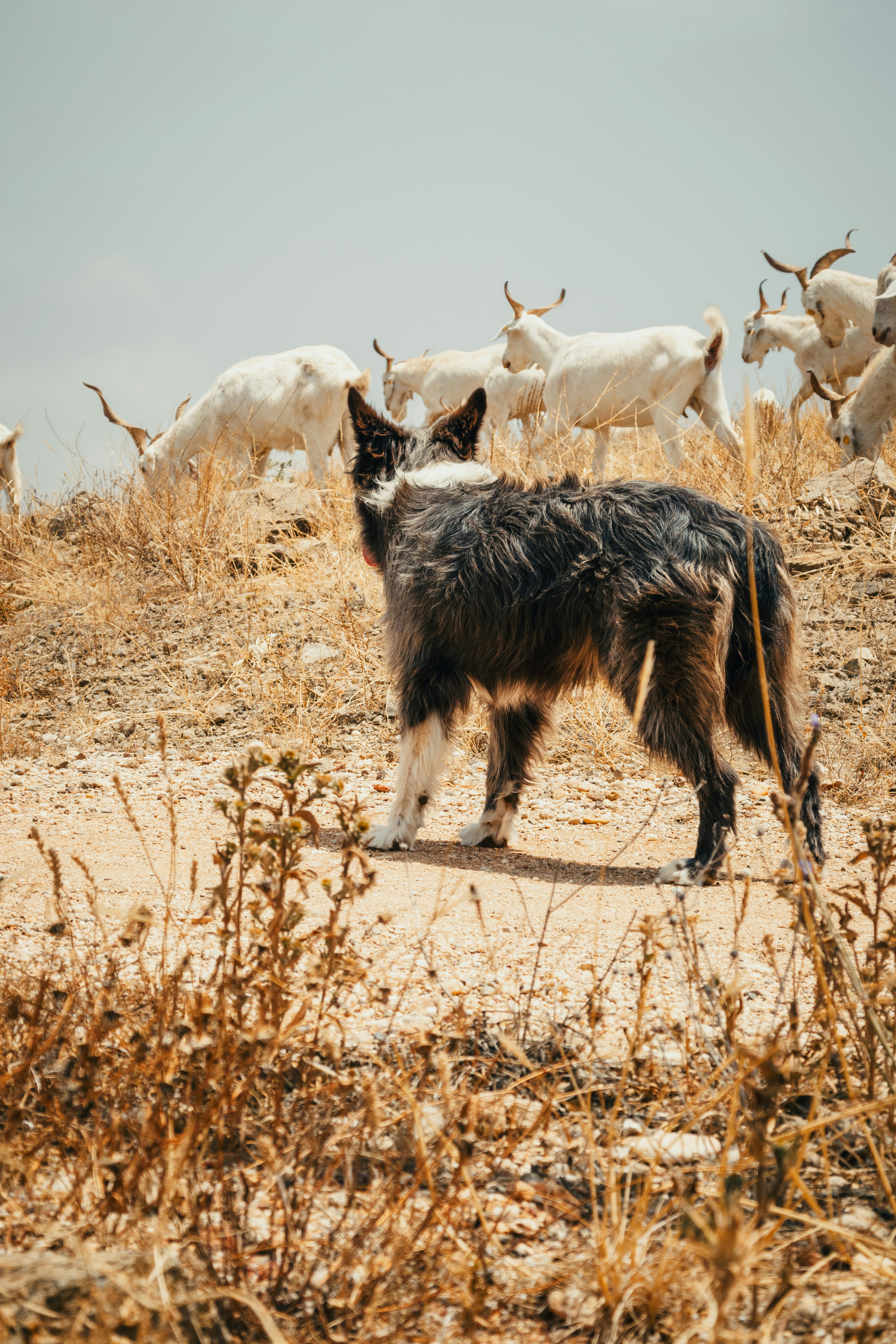 Um cão fica de guarda sobre um rebanho de cabras
