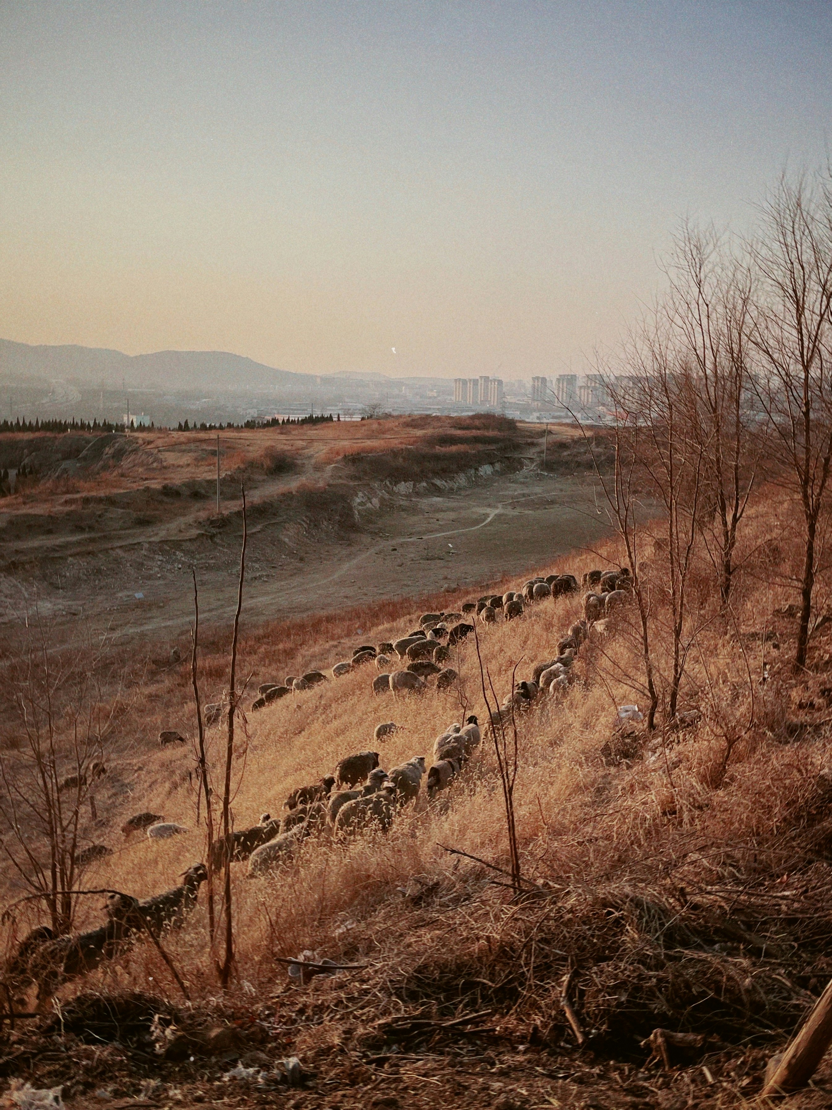 대관령 양떼목장의 가을 초원과 억새