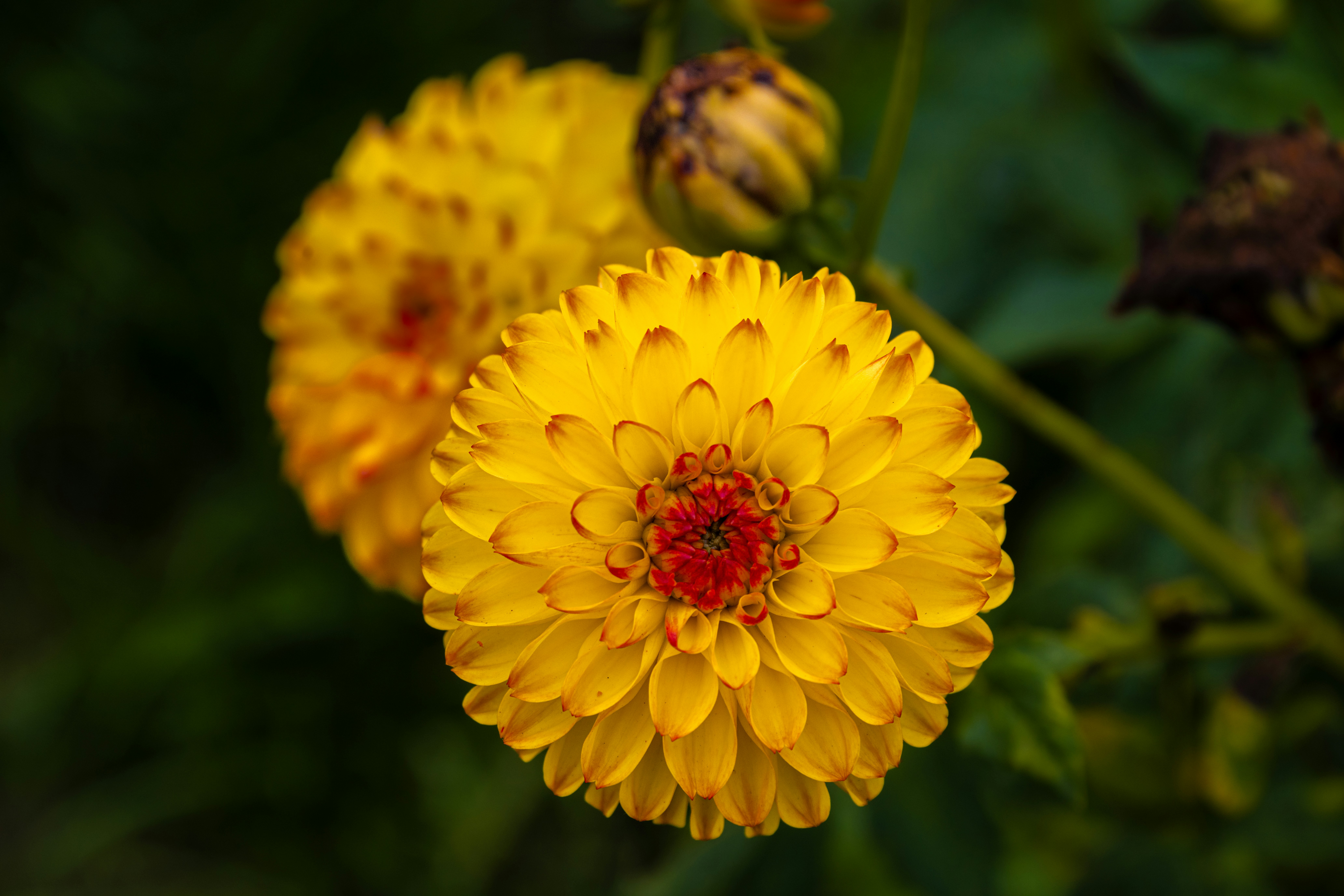 Photo by siegfriedpoepperl