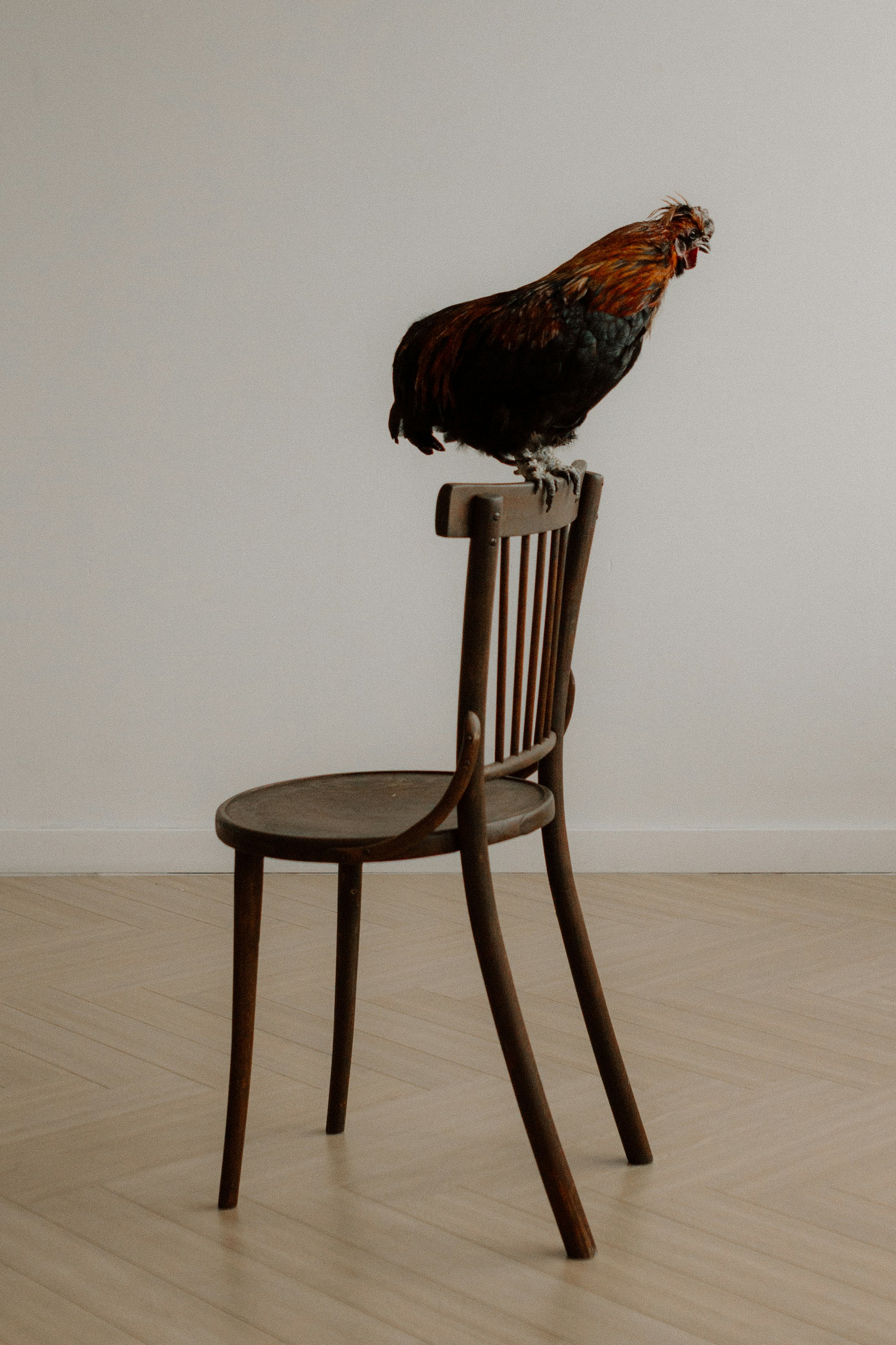 Un gallo appollaiato su una sedia di legno