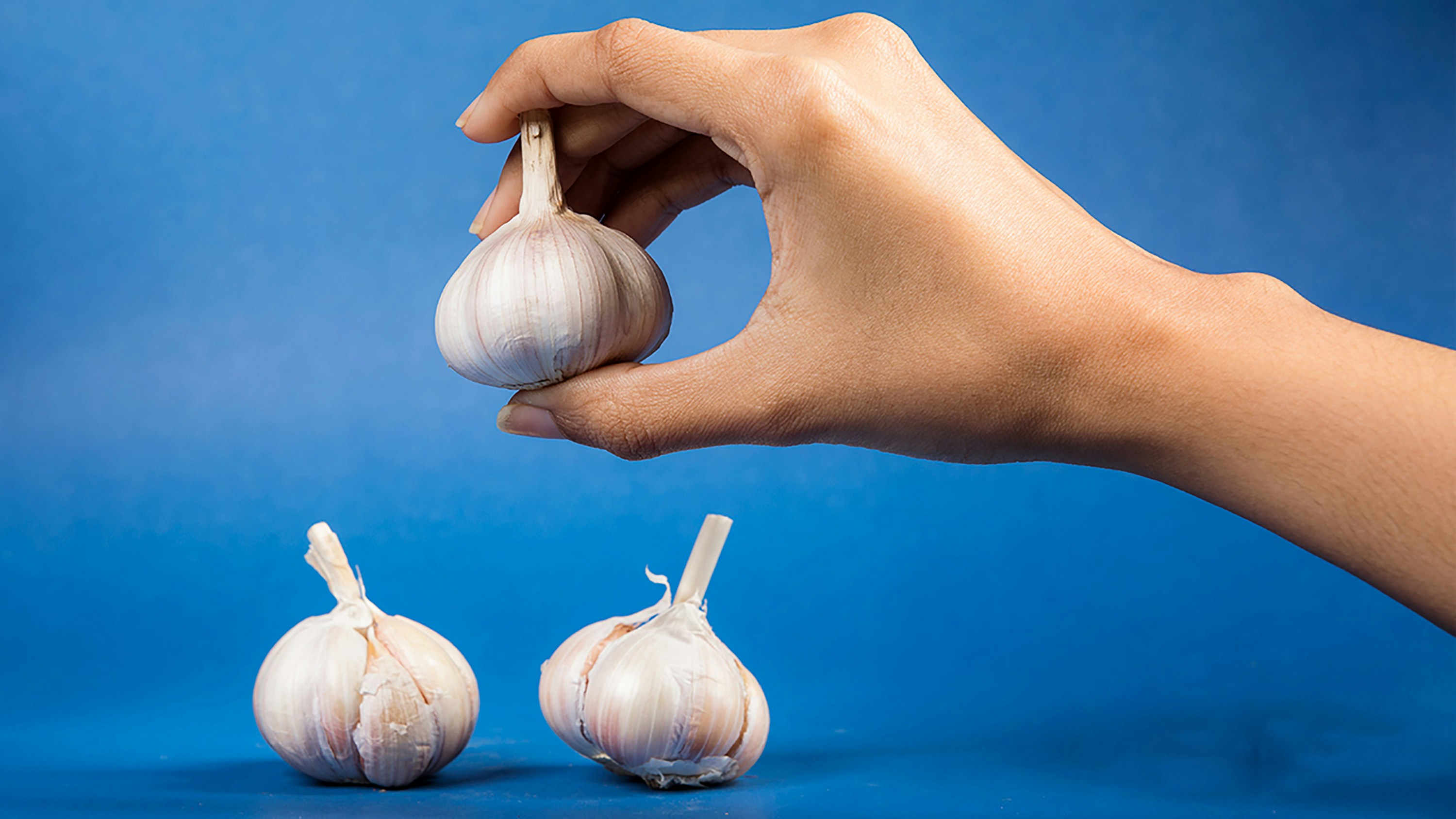 Hand holding garlic over two bulbs on blue
