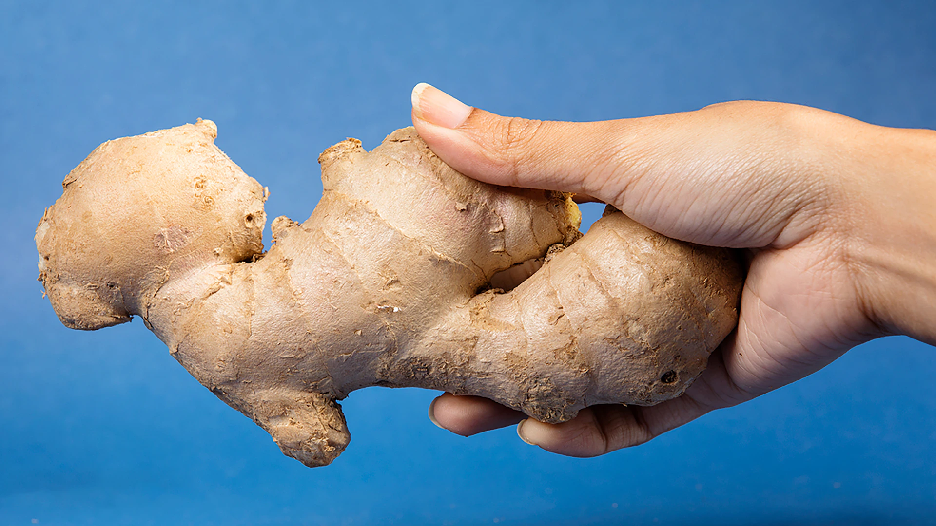 Hand holding a fresh ginger root on blue background