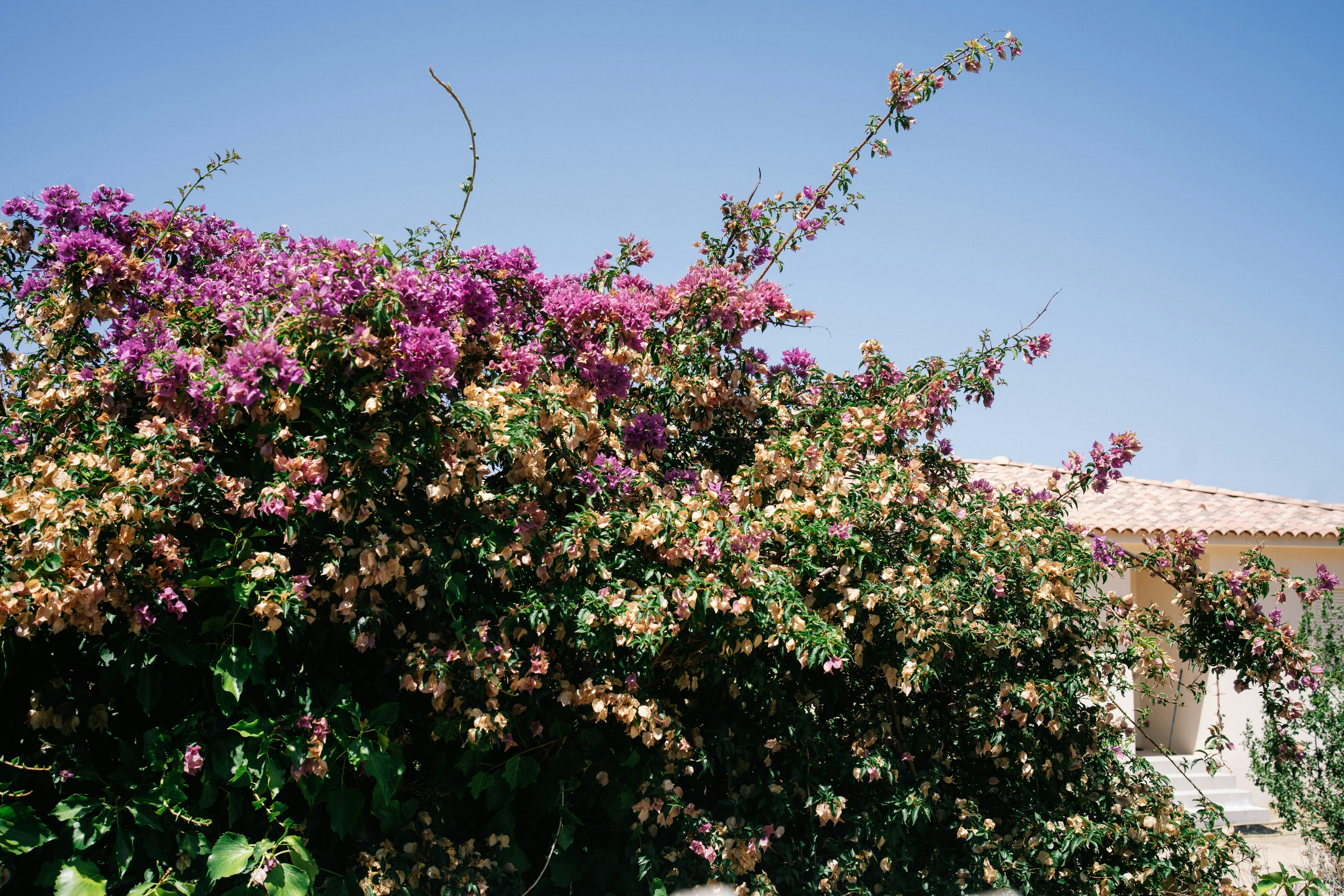 Photo by fabianbaechli