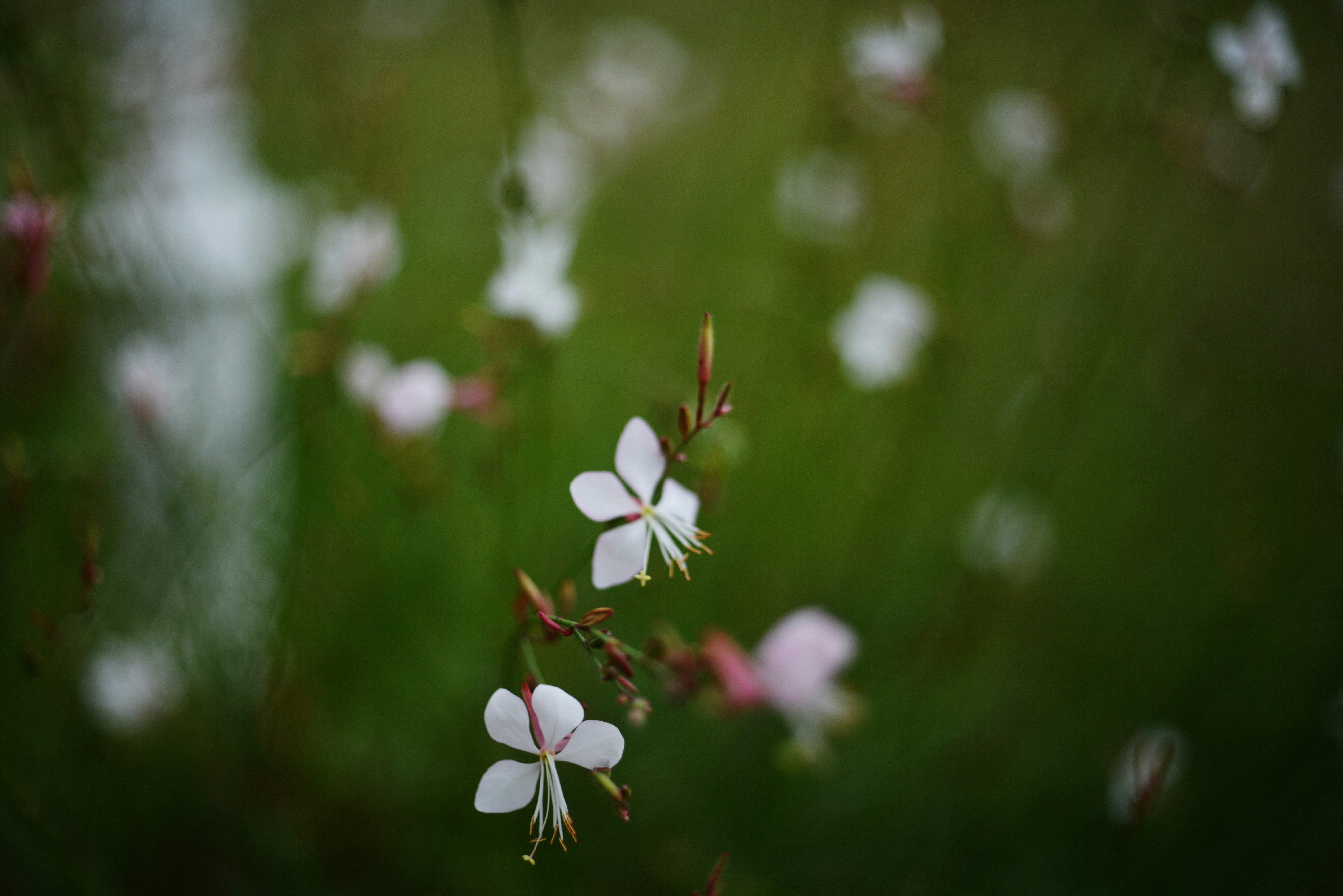 Photo by cherstve_pechivo