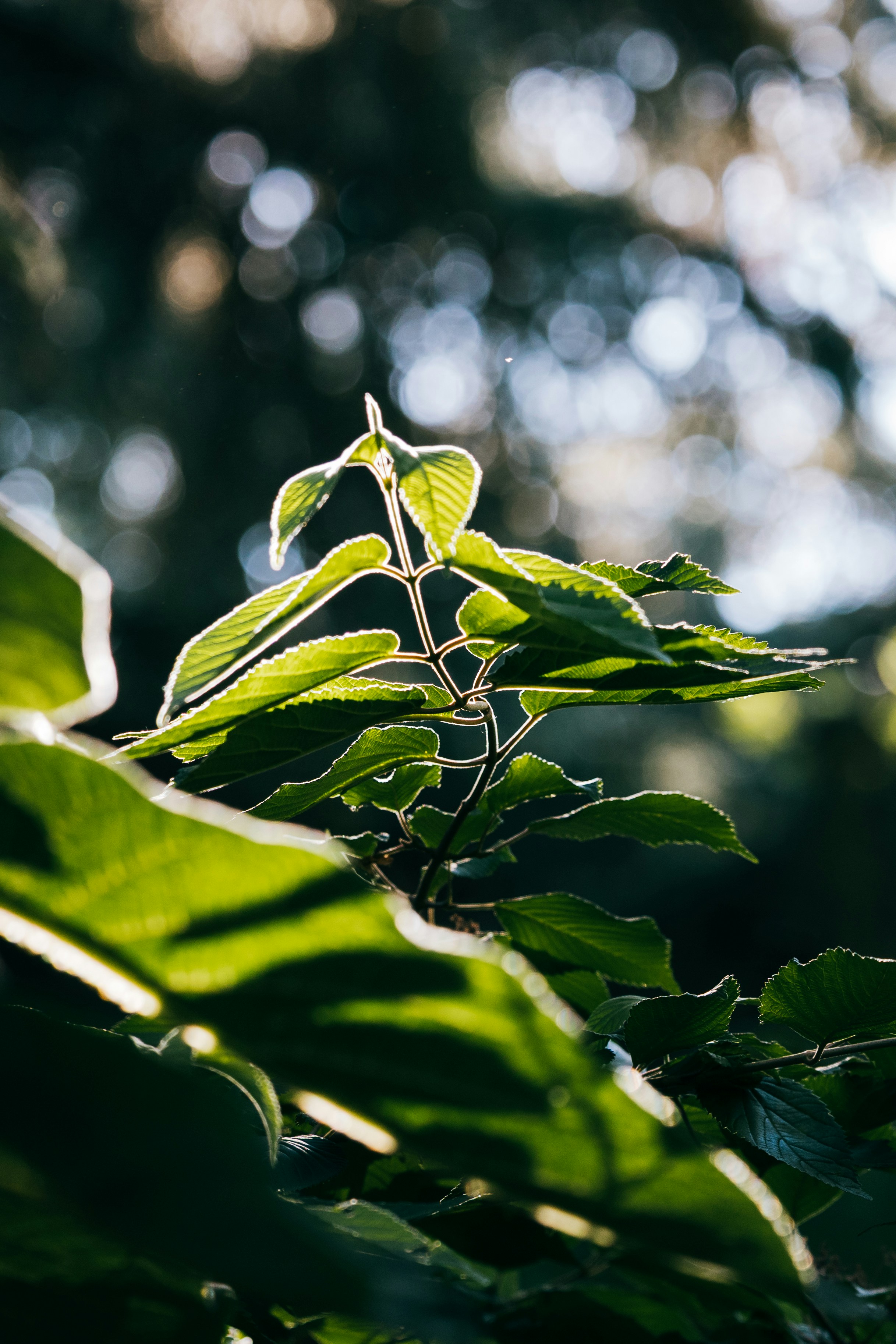 Sunlight shines through vibrant green leaves on a branch.