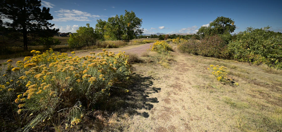 Dirt path through dry, grassy hills