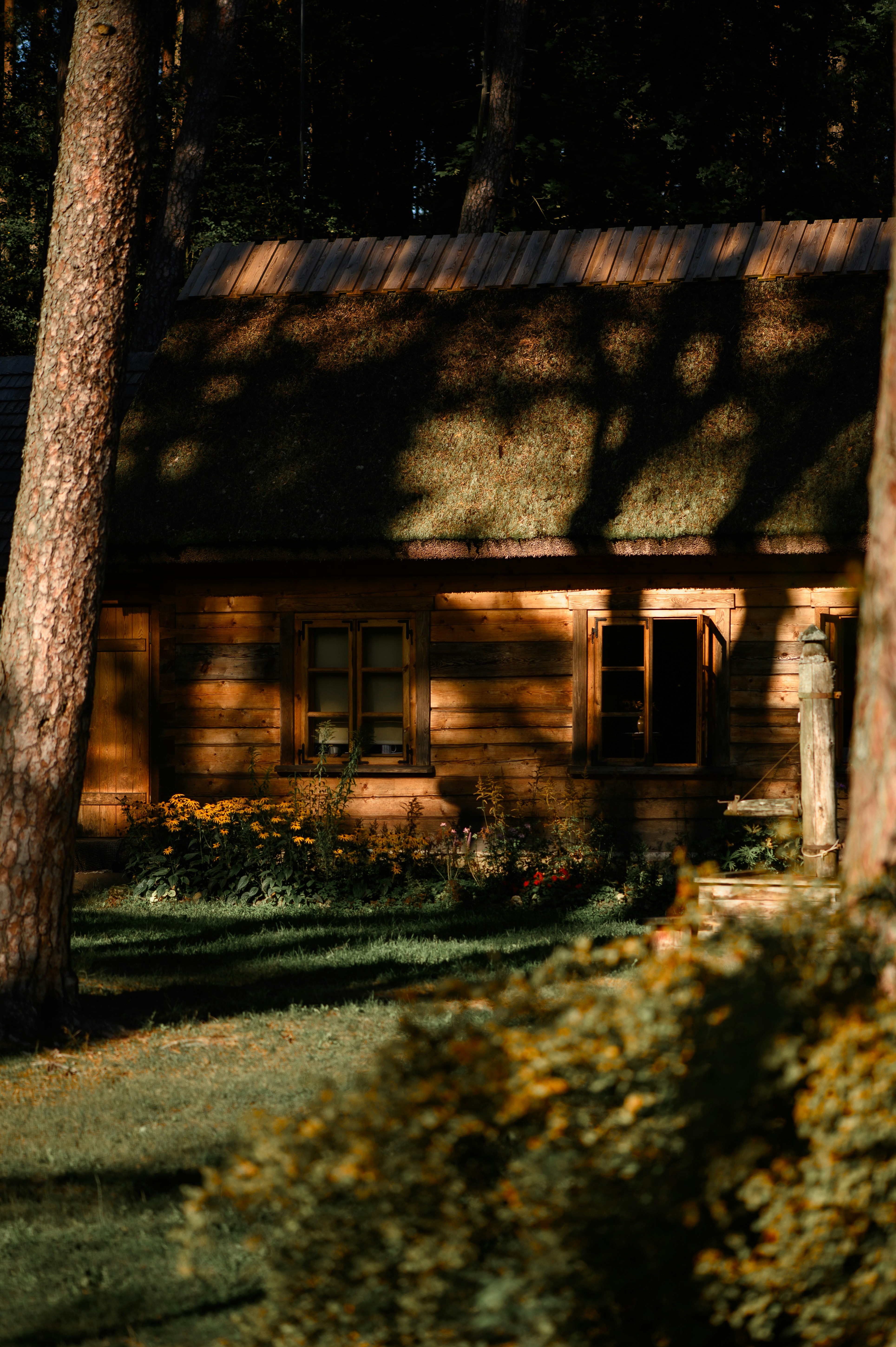 Wooden cabin in a forest with sunlight and shadows.