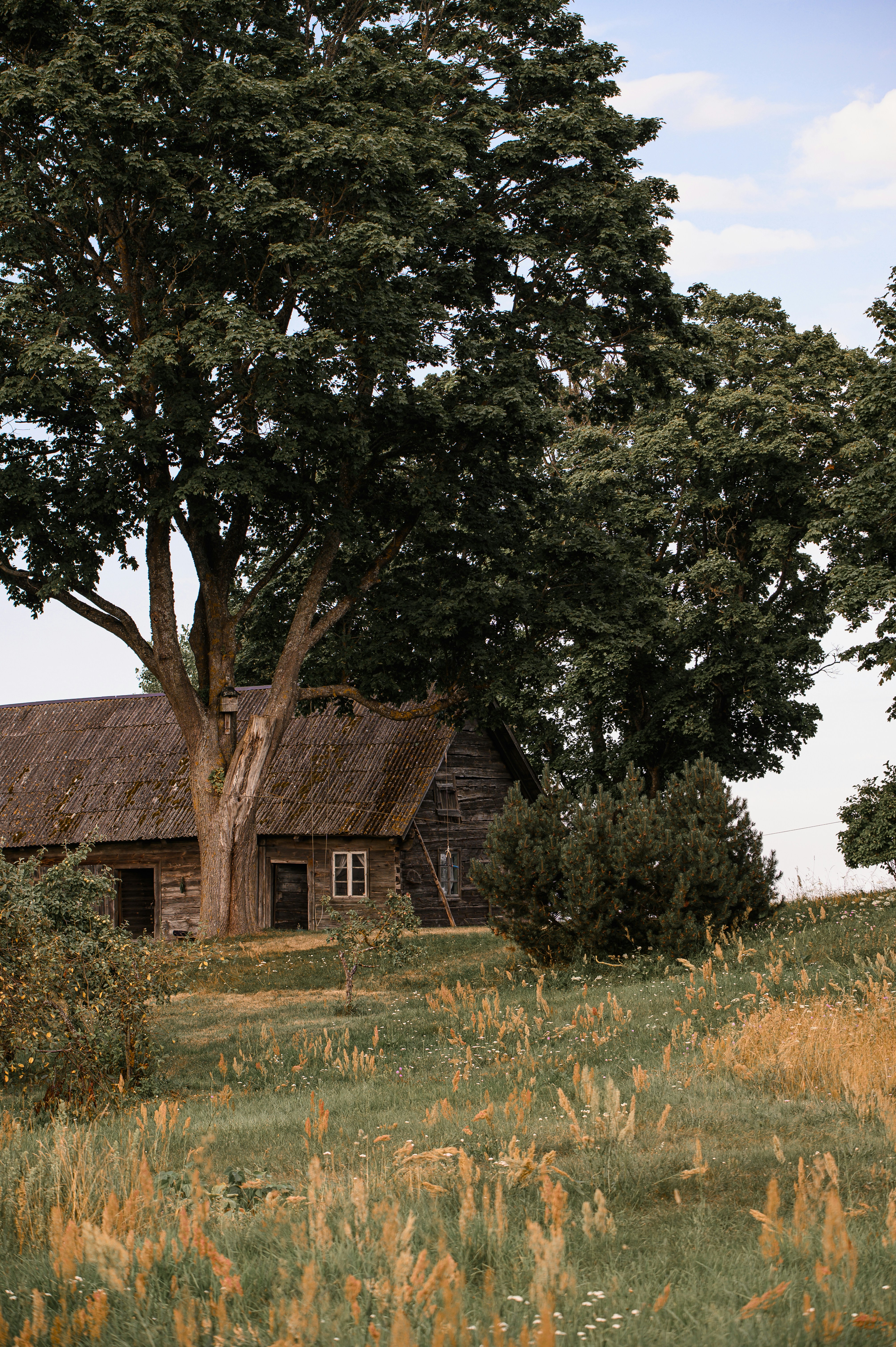 Rustic wooden house with thatched roof surrounded by trees.