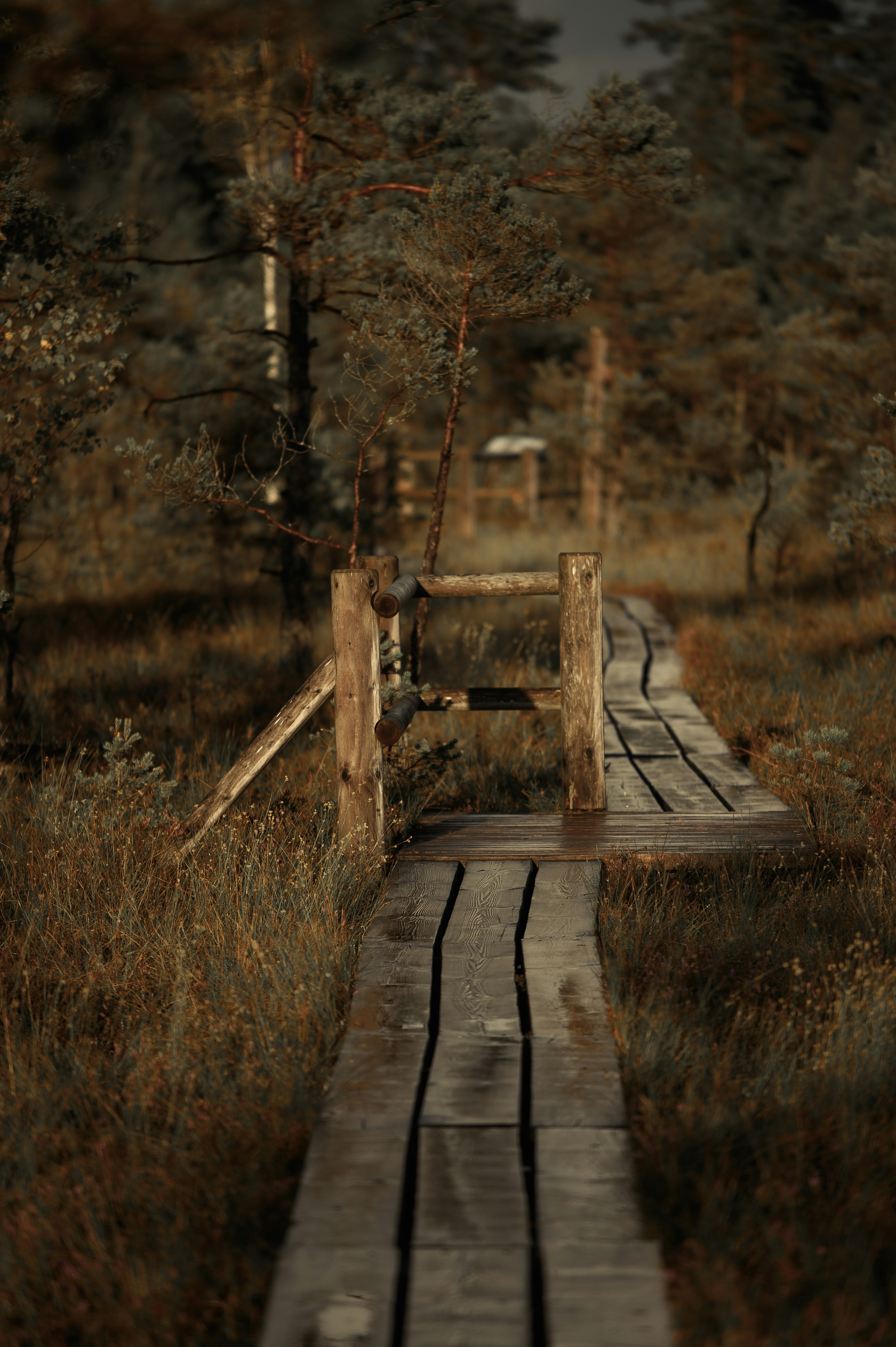 Wooden boardwalk through a marshy forest landscape
