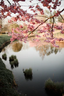 Pink cherry blossoms hang over a calm pond.