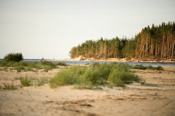 Dune grass and pines along the shore at Jūrmala