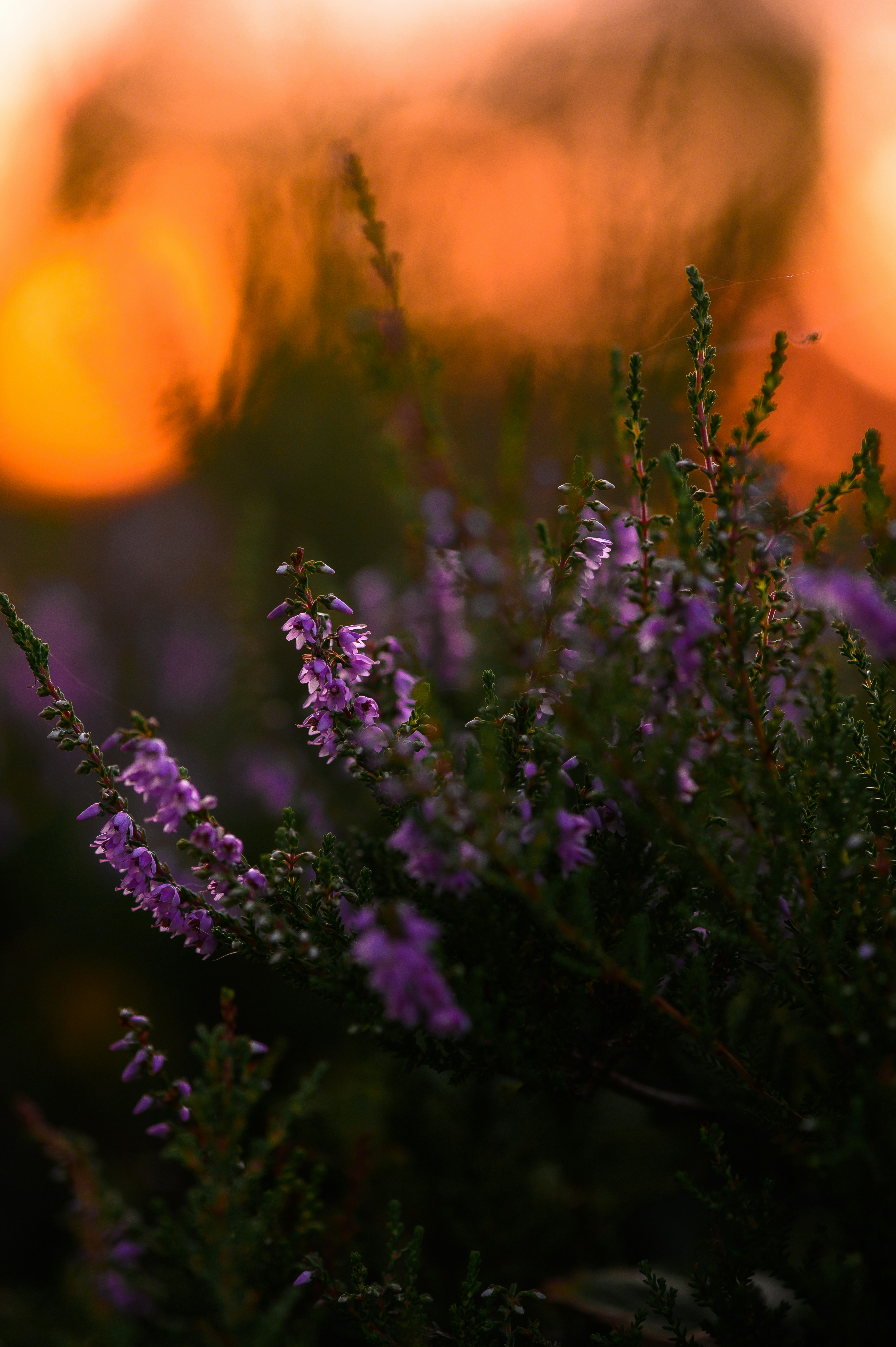 Photo by christina_kozak