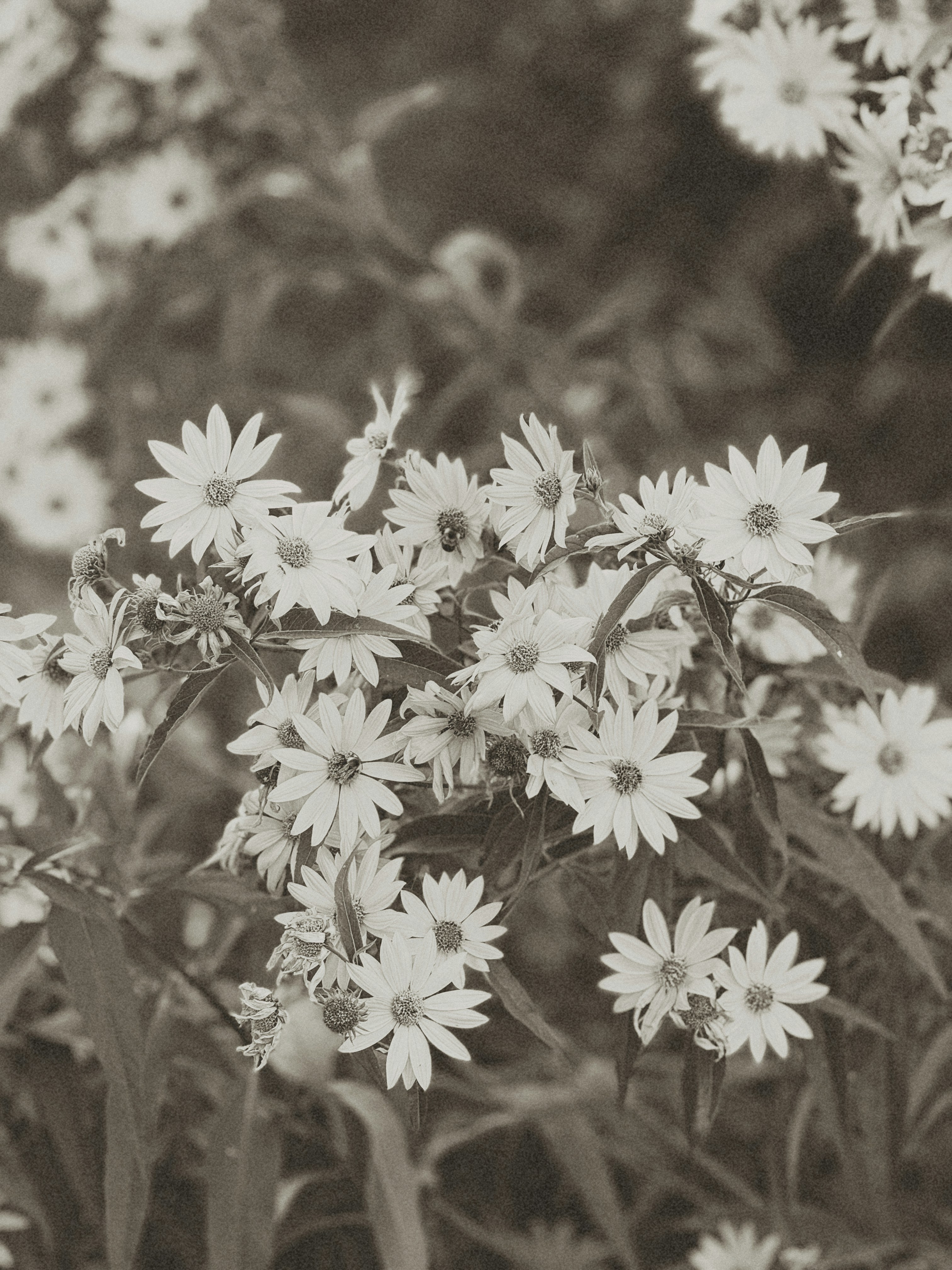 Photo by christiananderson