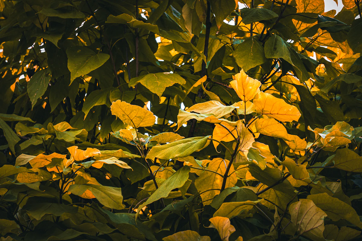 Yellow Leaves on Plant — Causes and Fixes India