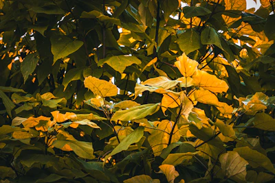 Yellow Leaves on Plant — Causes and Fixes India