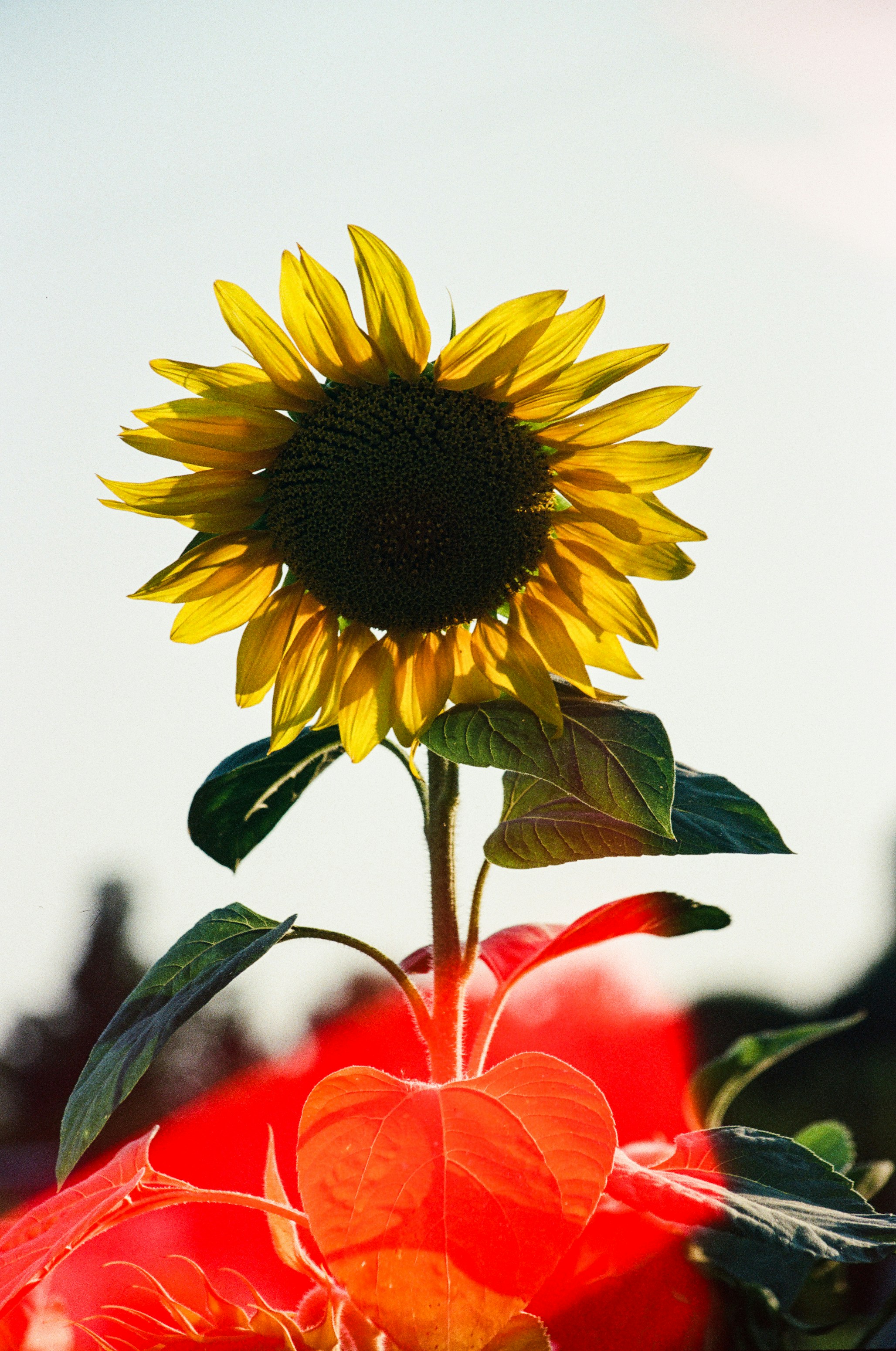 Photo by mineral_of_demon