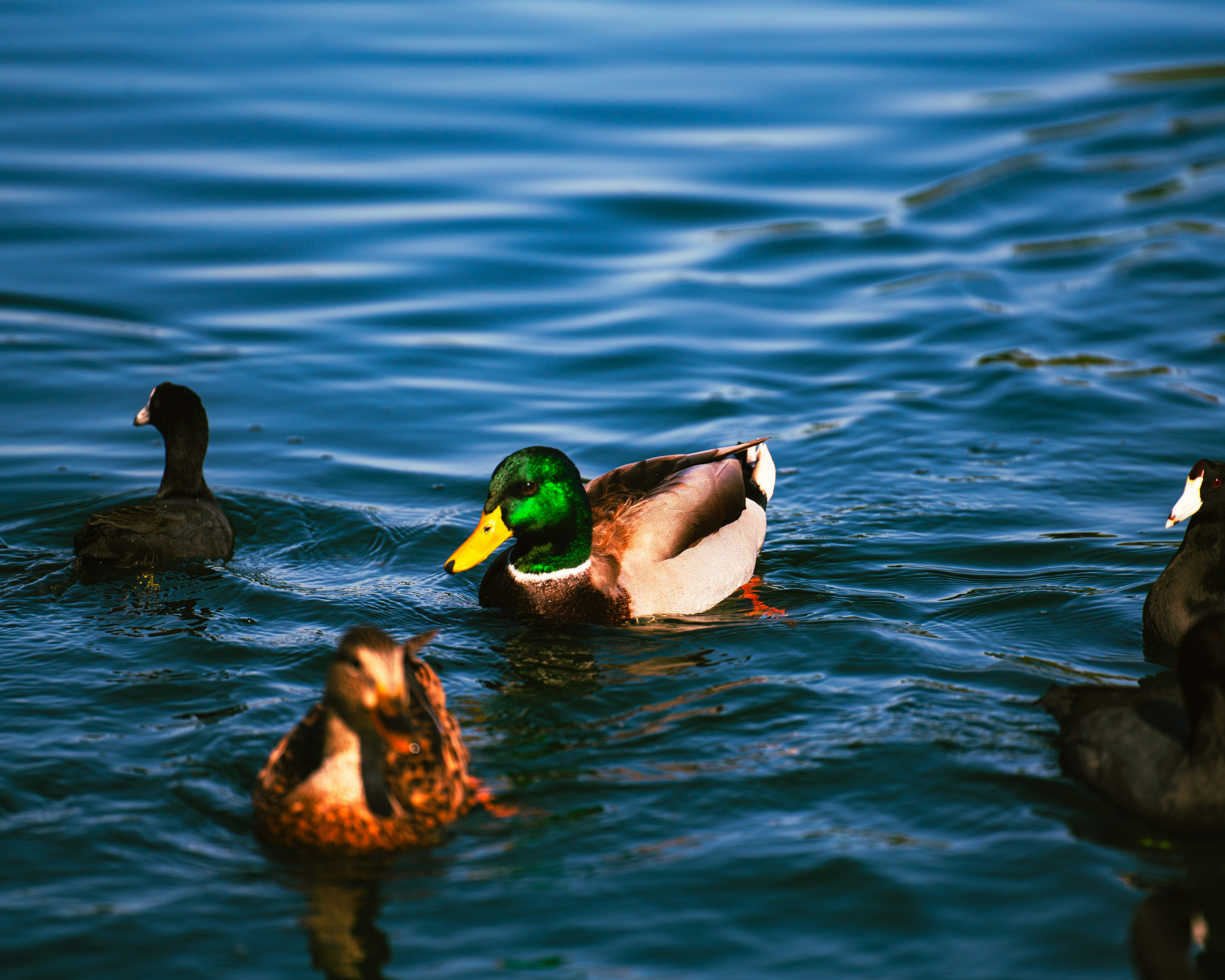 Photo by andrewsgallery