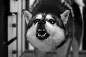 A snarling husky dog with blue eyes shows teeth