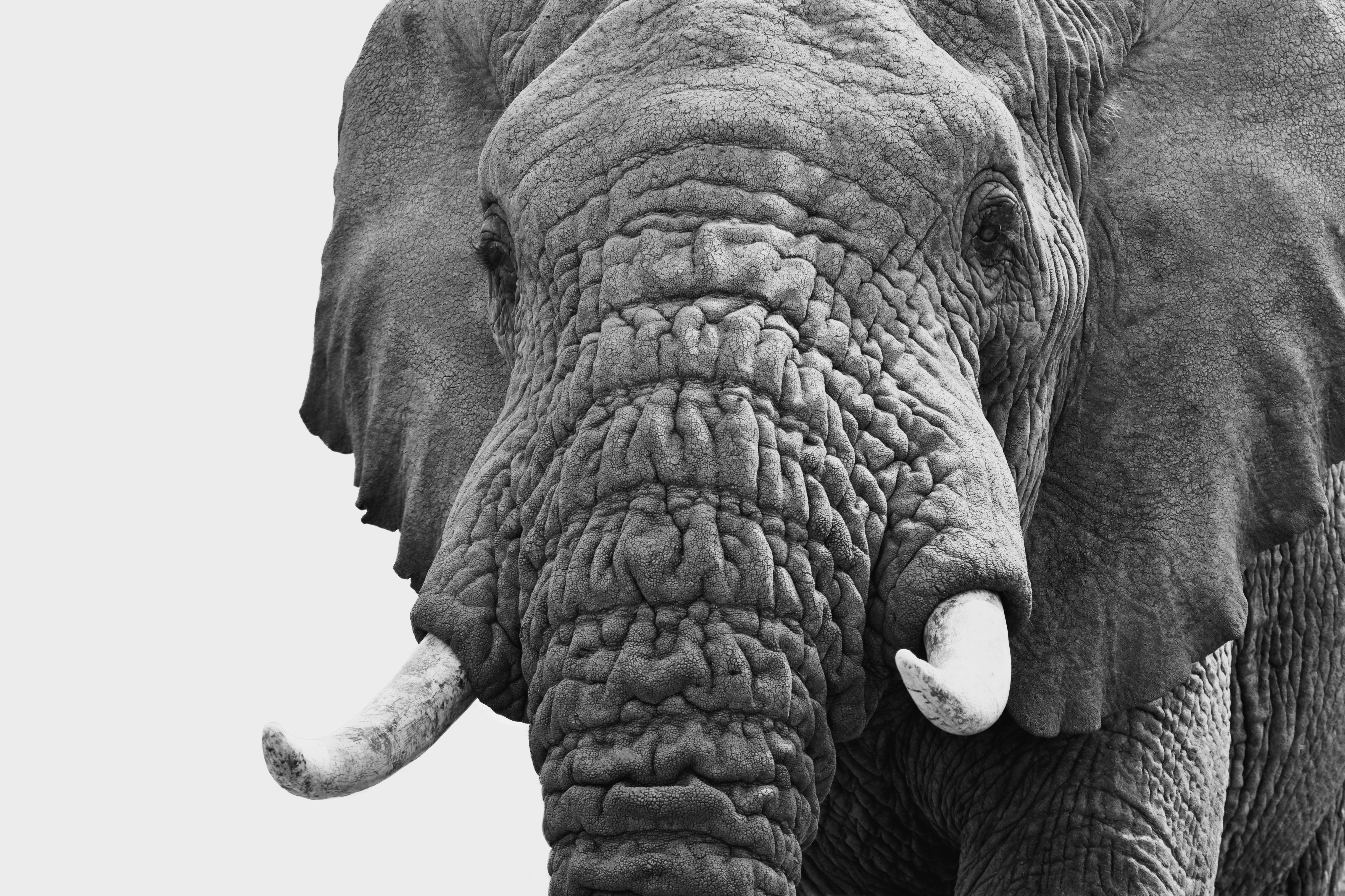 Close-up of an elephant's wrinkled face and tusks.