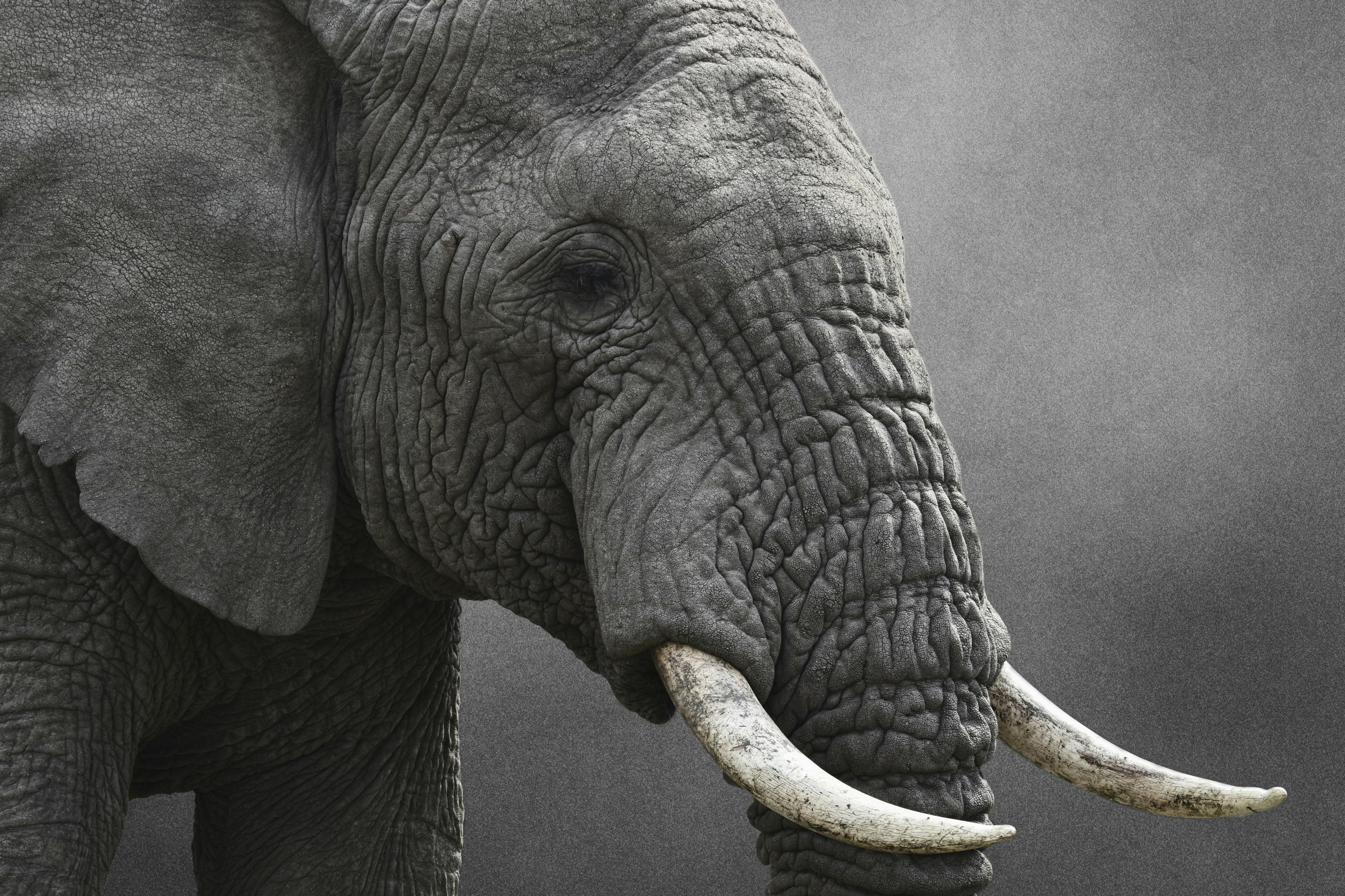 Close-up of an elephant's head with tusks