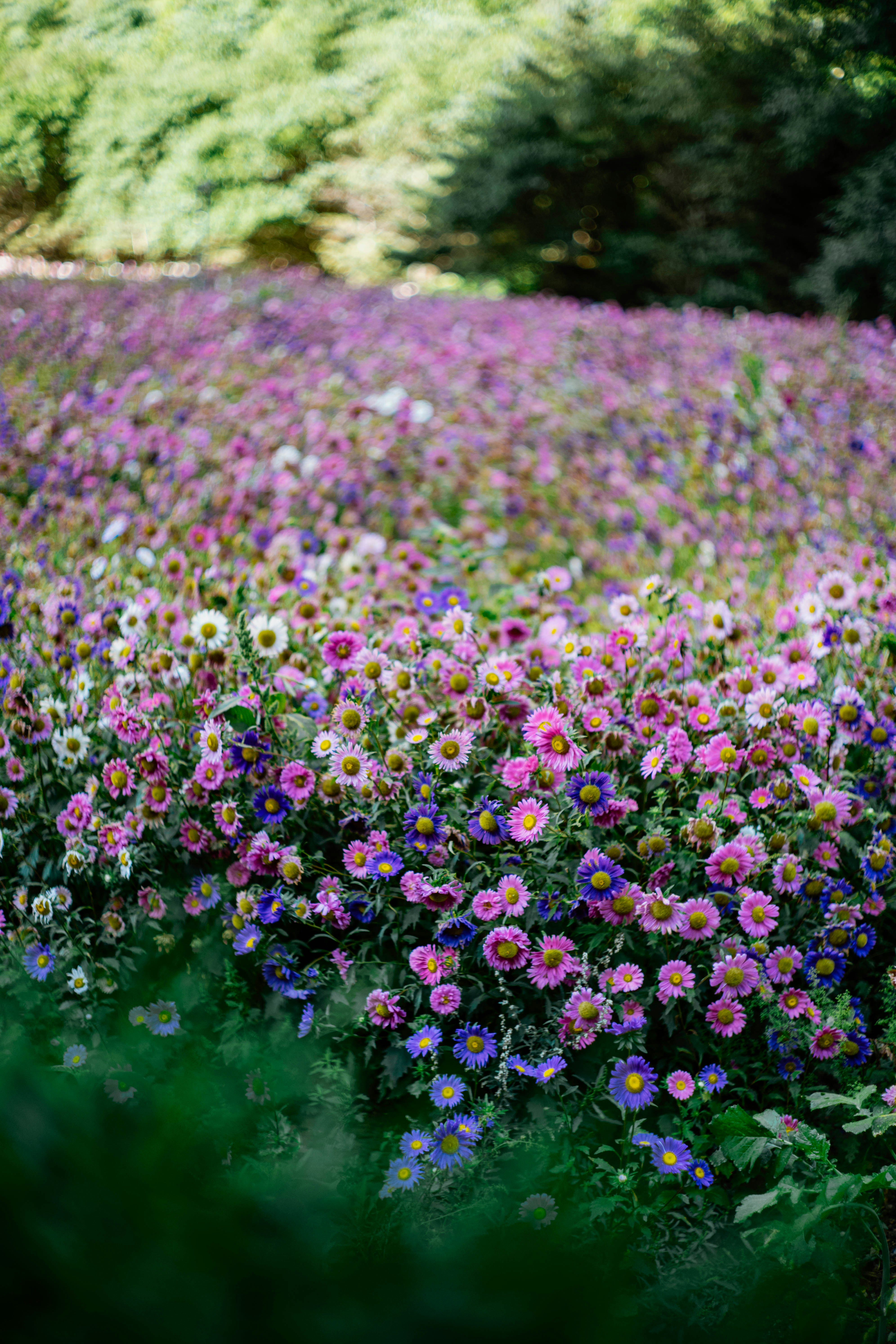 Photo by tommaomaoer