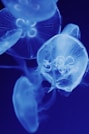 Several translucent jellyfish drift in dark blue water