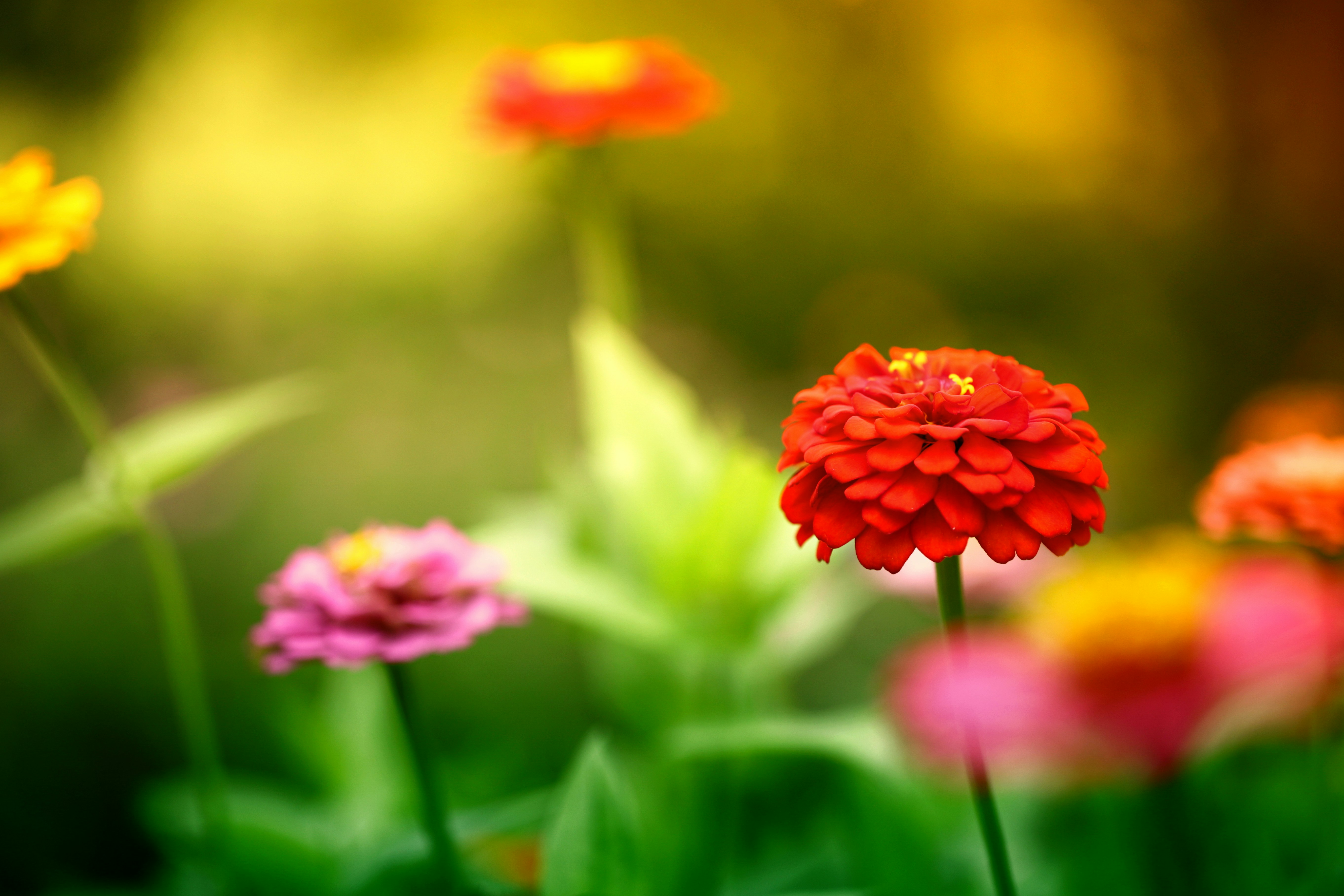 Photo by gyostimages