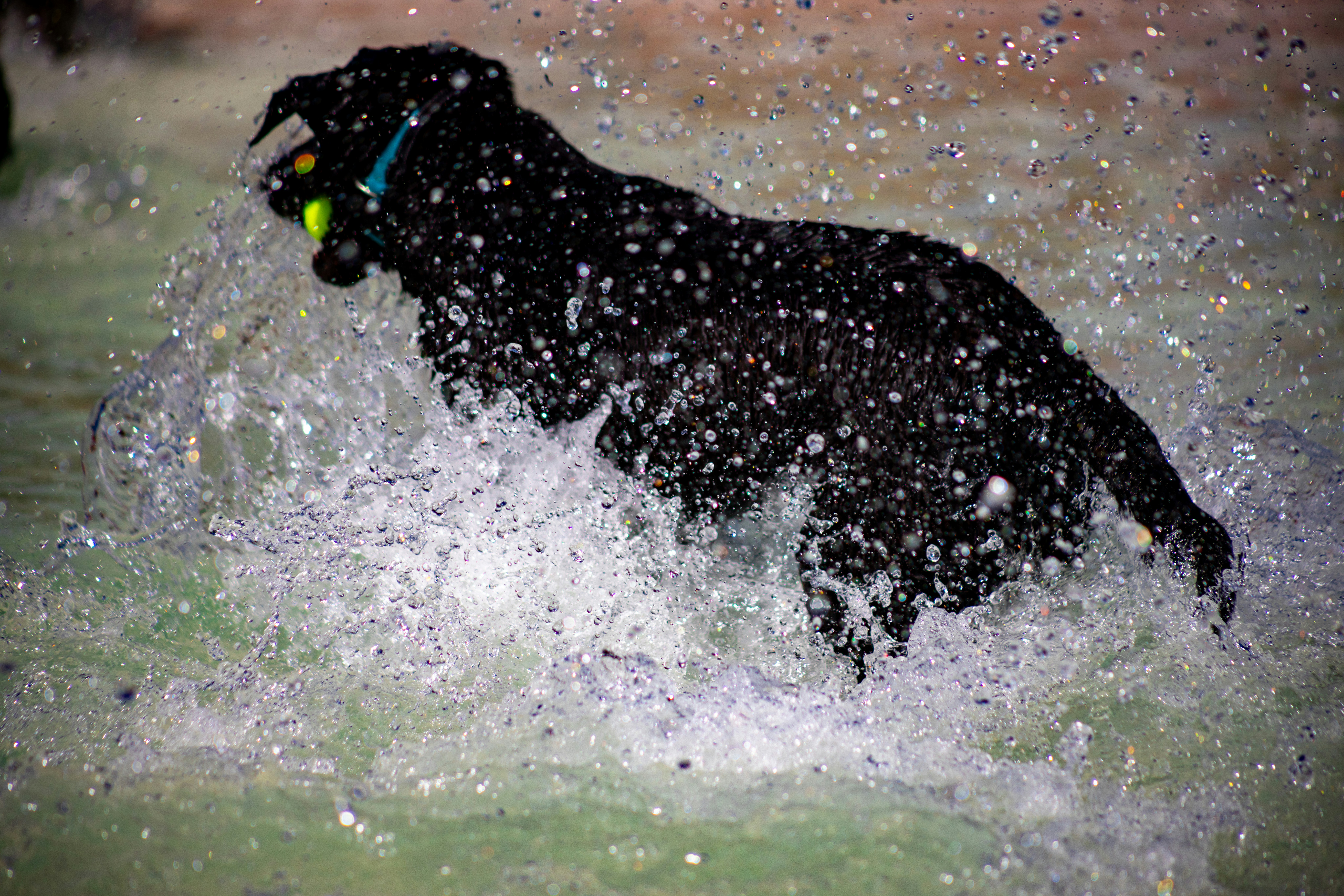 active dog playing fetch