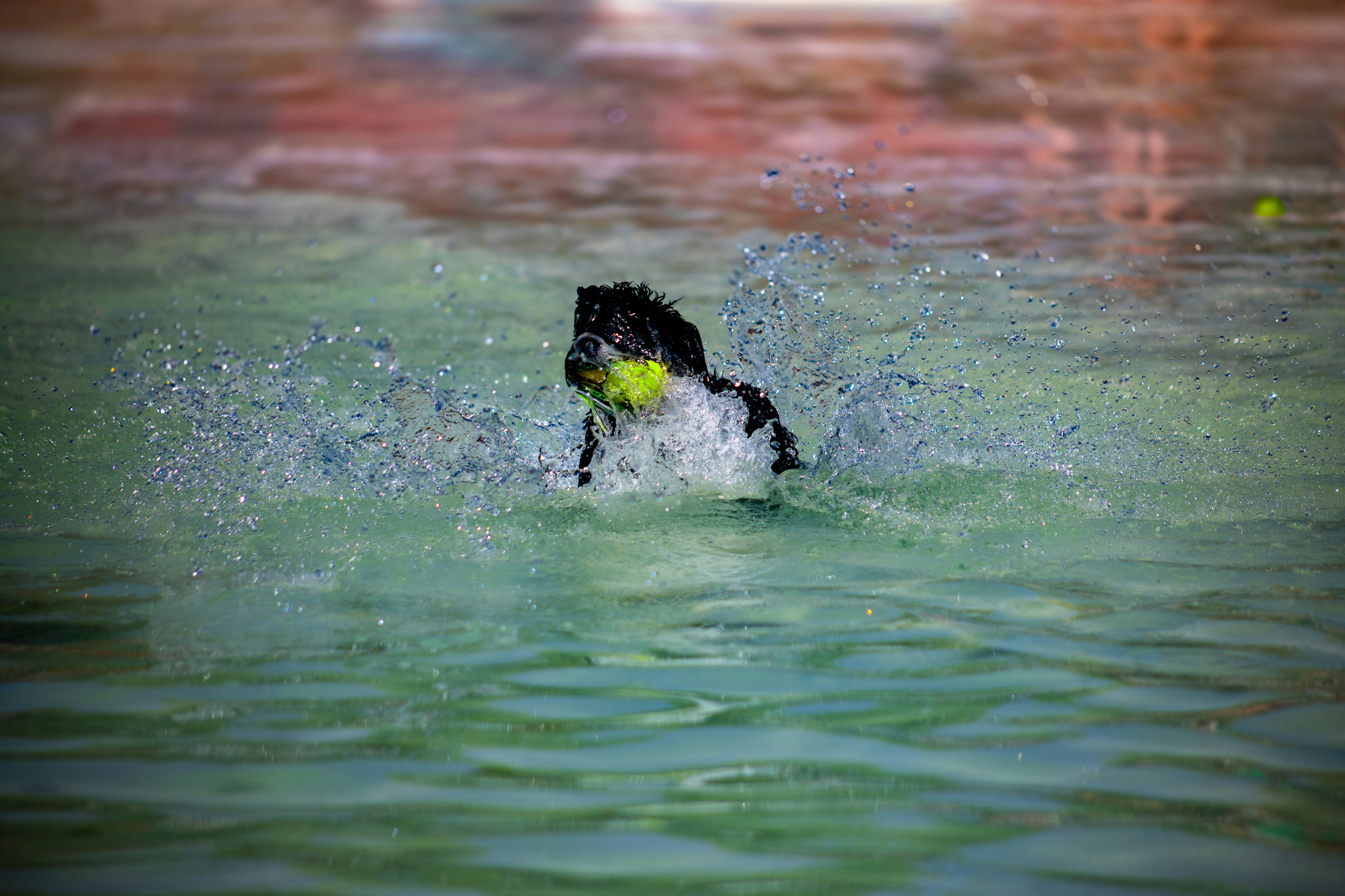 A senior dog with grey fur, gently swimming in a heated pool with a hydrotherapist's hand supporting.