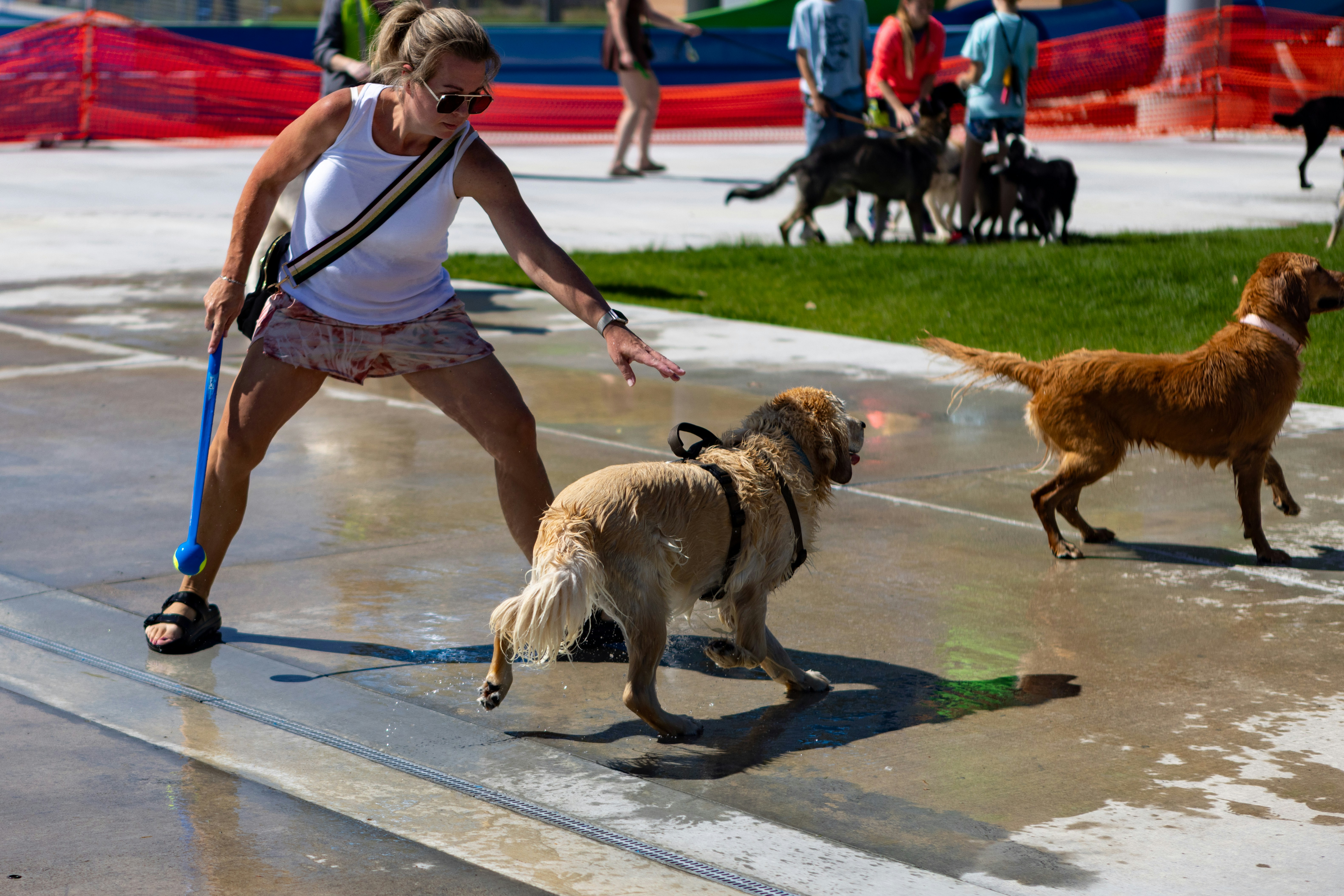 Dog training session