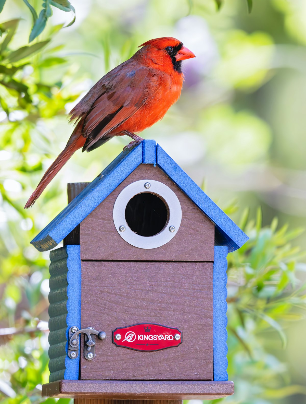 Cardinal perched on a birdhouse-style hopper feeder