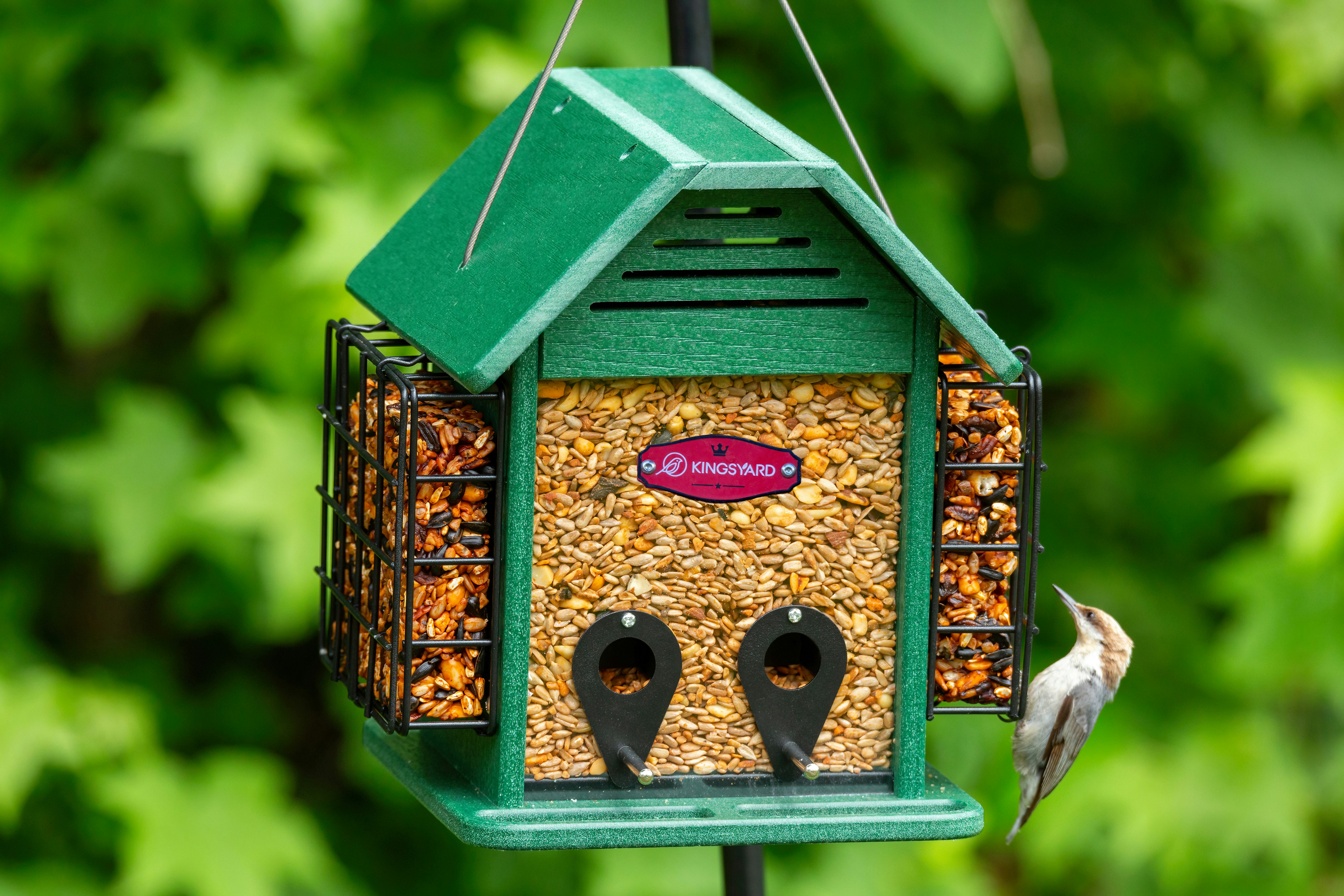 Photo by kingsyard_birdfeeder