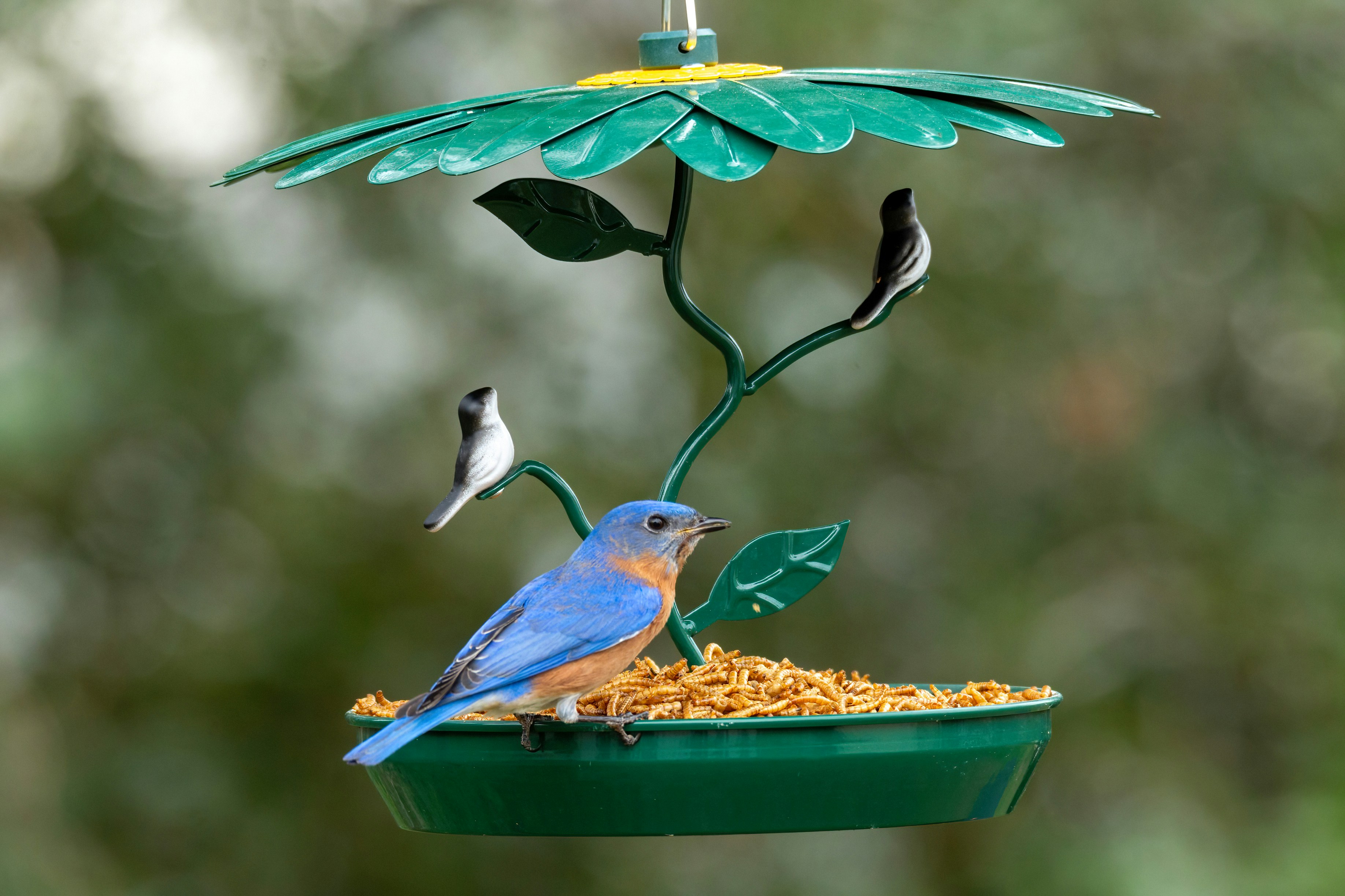 7 Backyard Bird Watching Tips for Cleaning Feeders During Rain