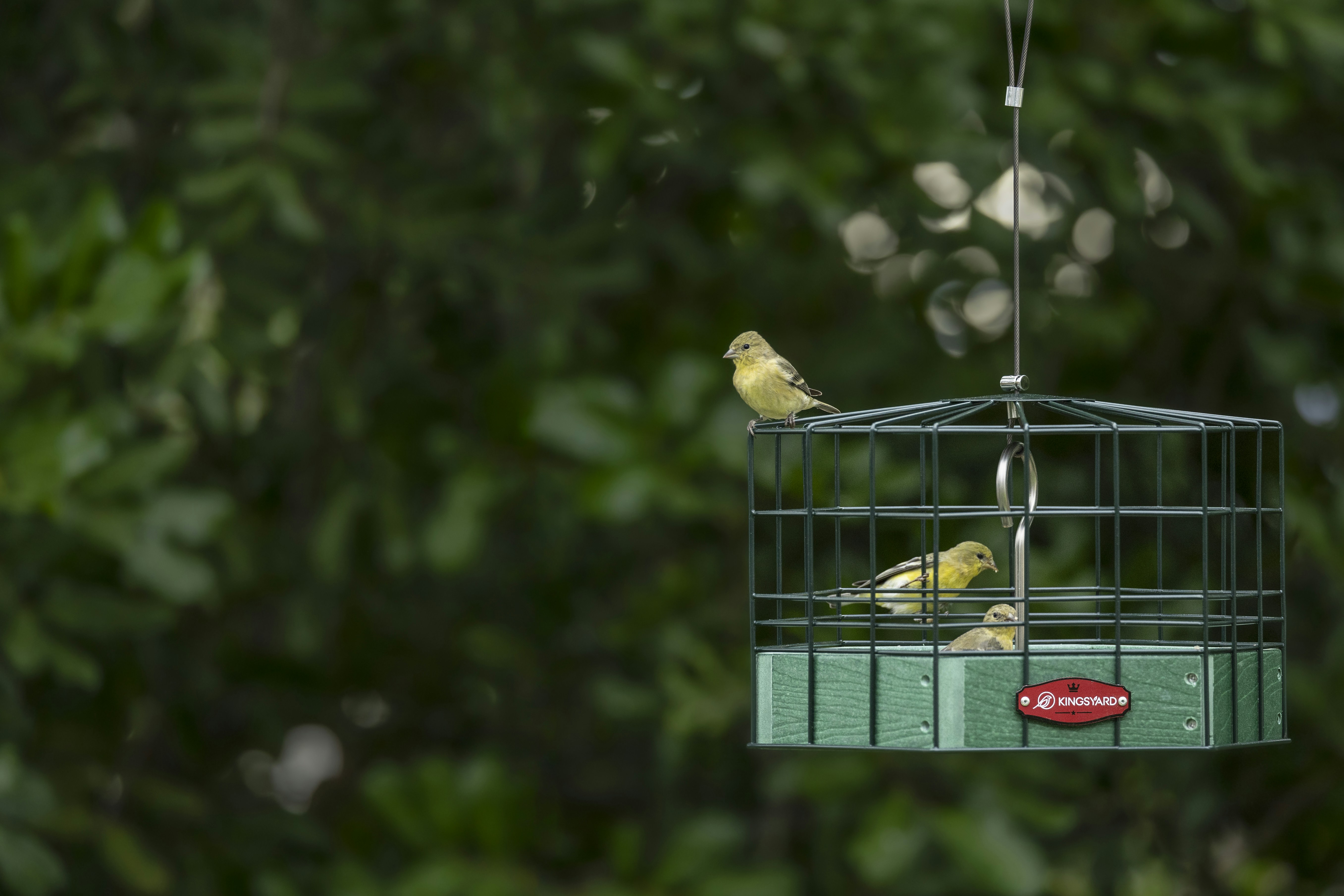 Photo by kingsyard_birdfeeder