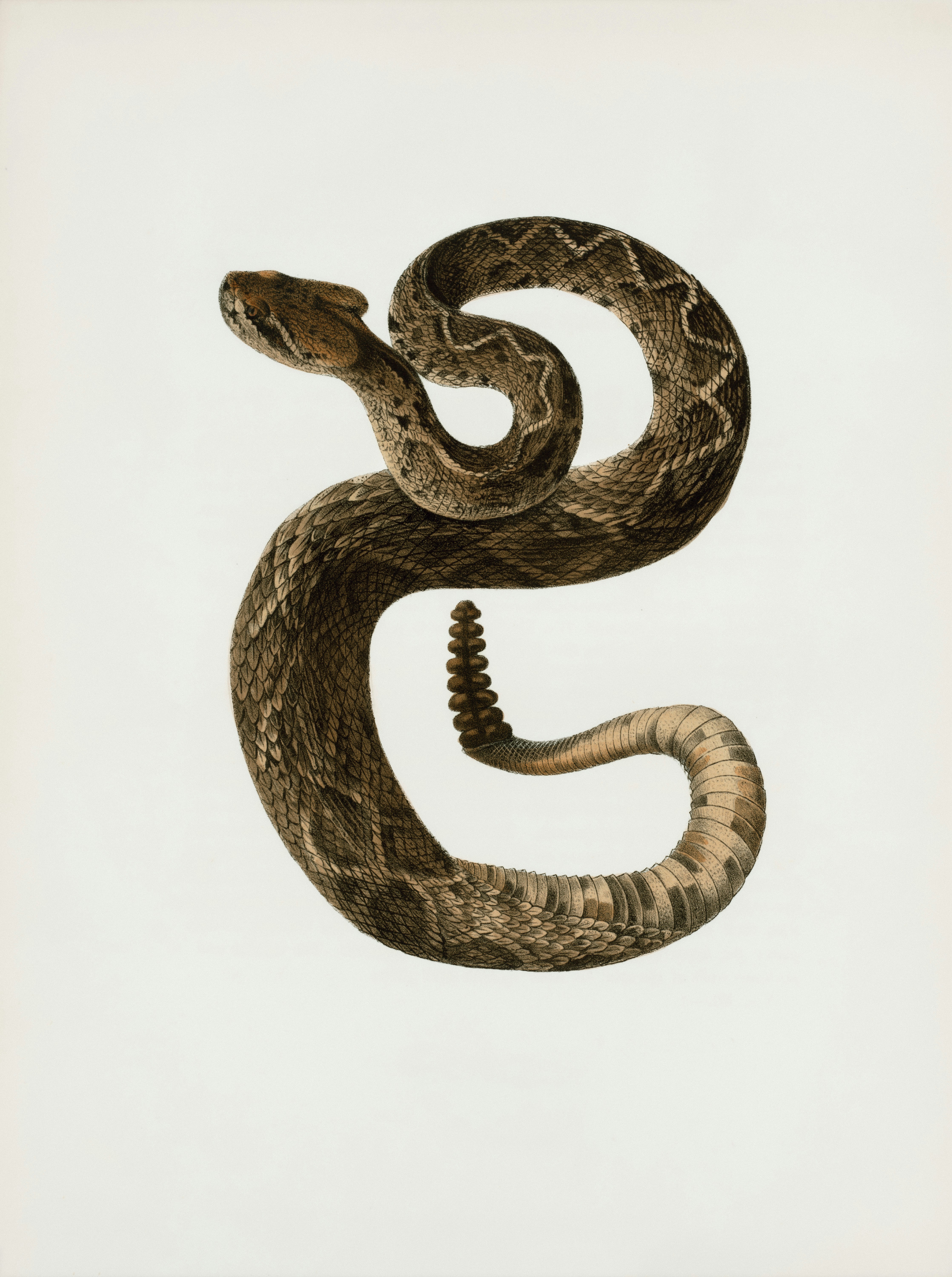 A coiled rattlesnake on a white background