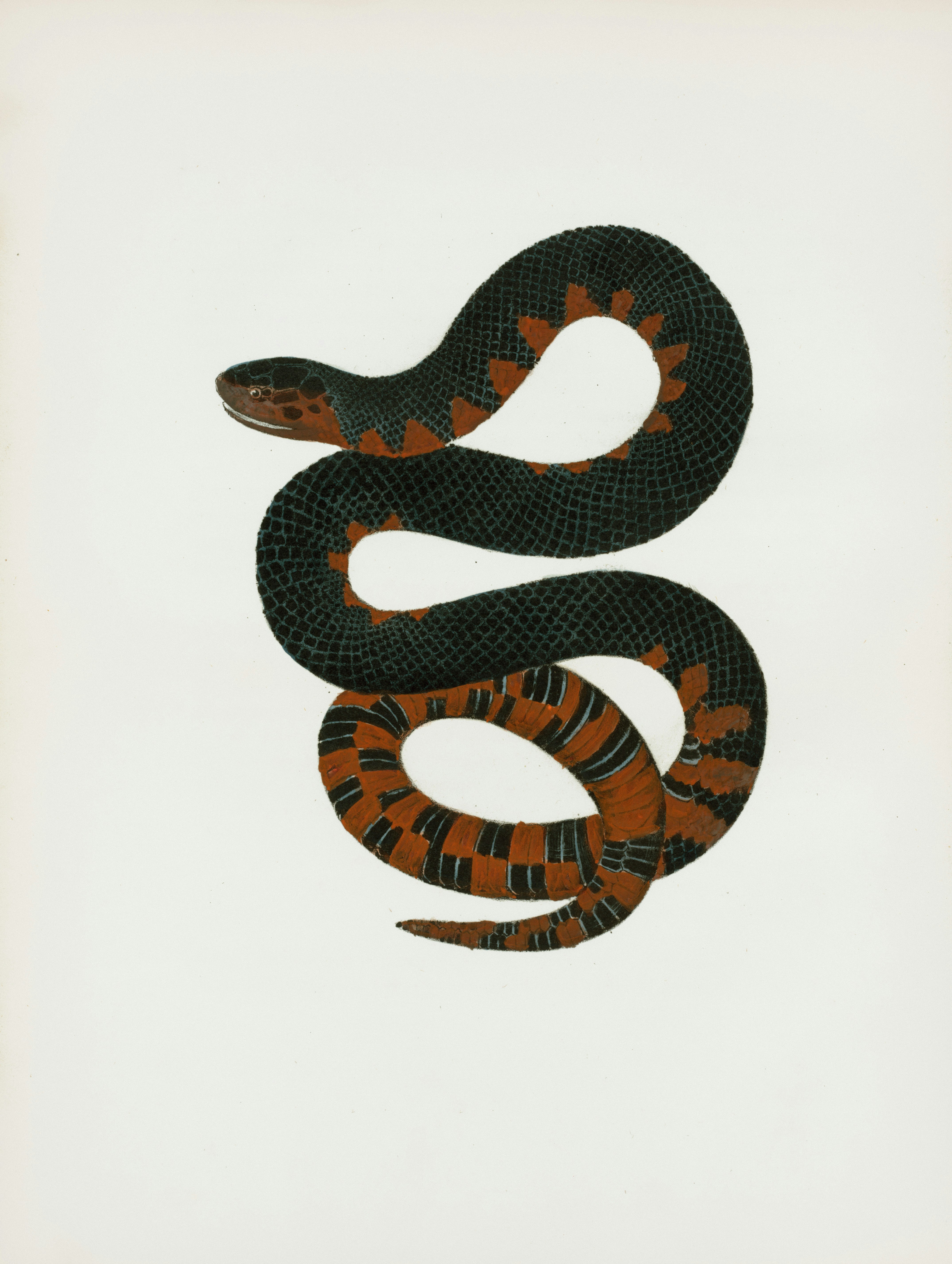 Snake Body Pictures | Download Free Images on Unsplash