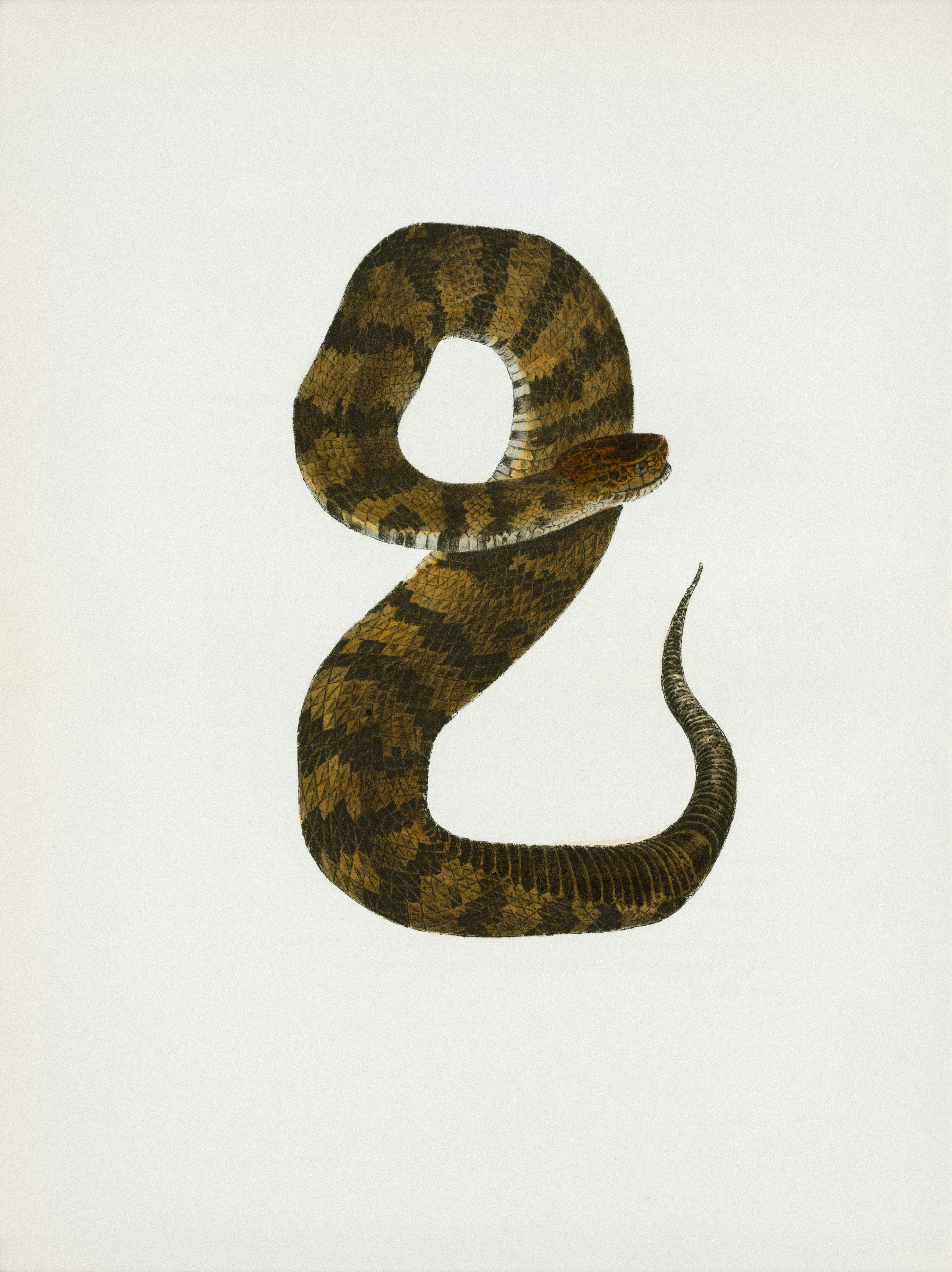 A brown snake with dark bands on white background