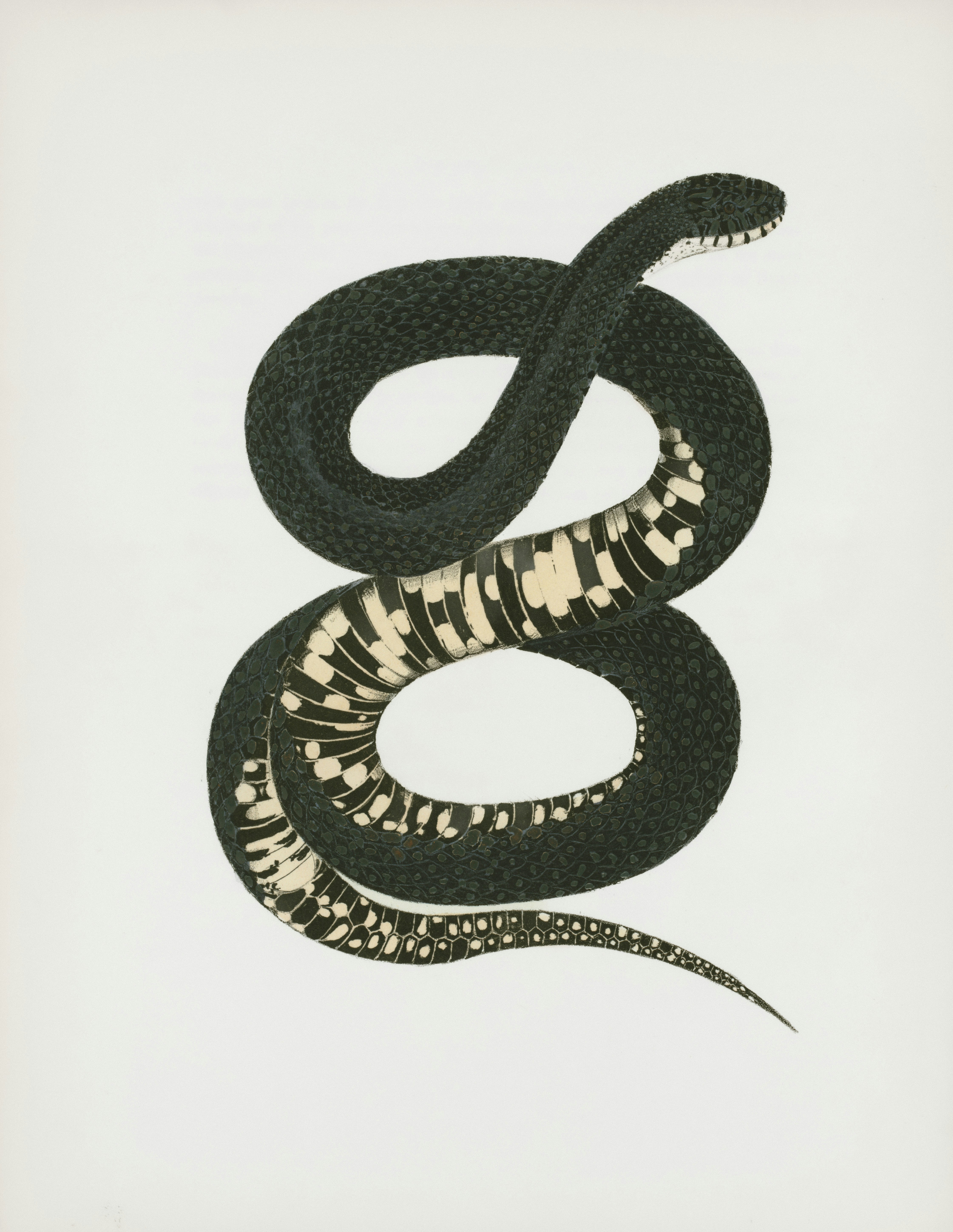 Cobra Kai series poster