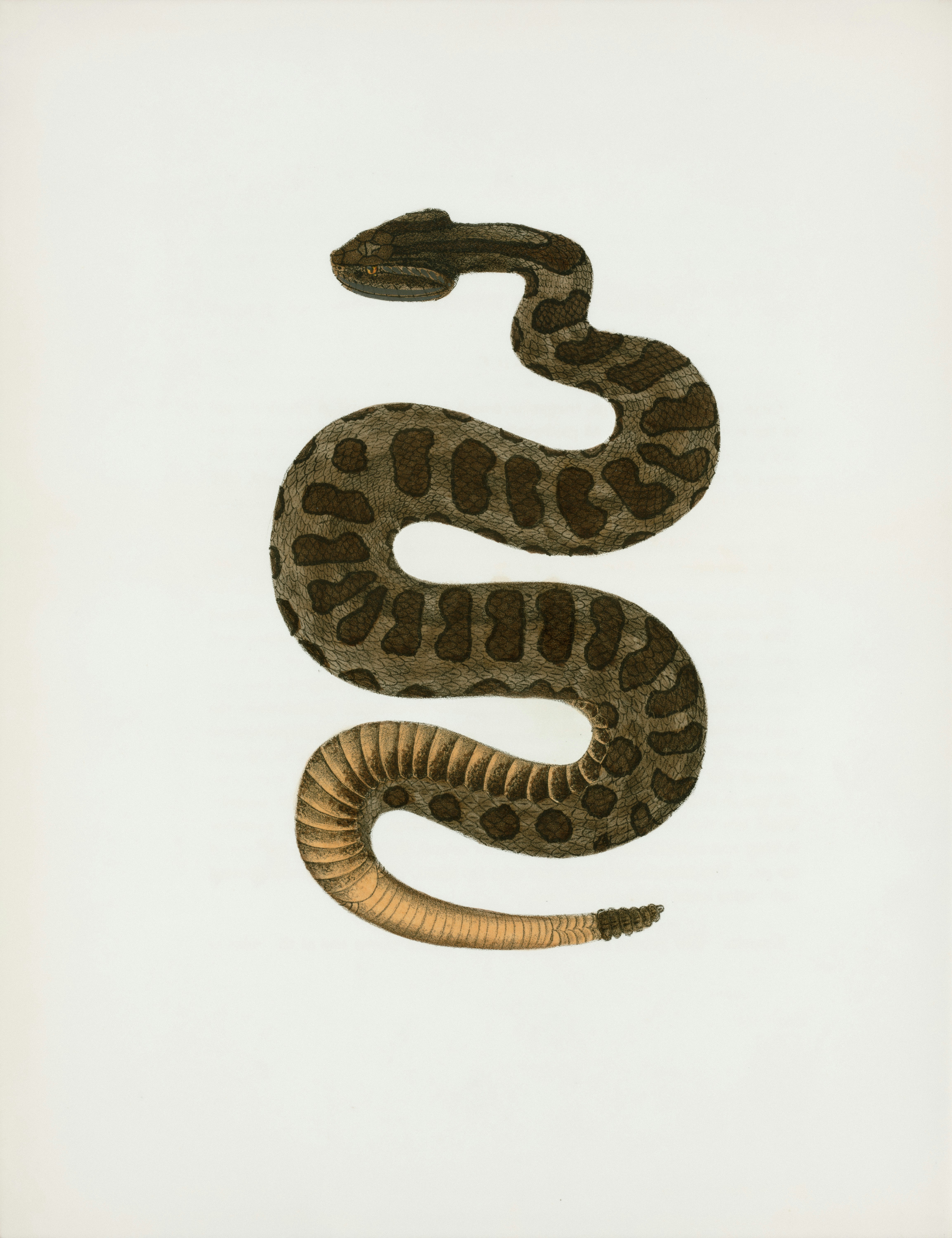 Rare Book Division, The New York Public Library. 