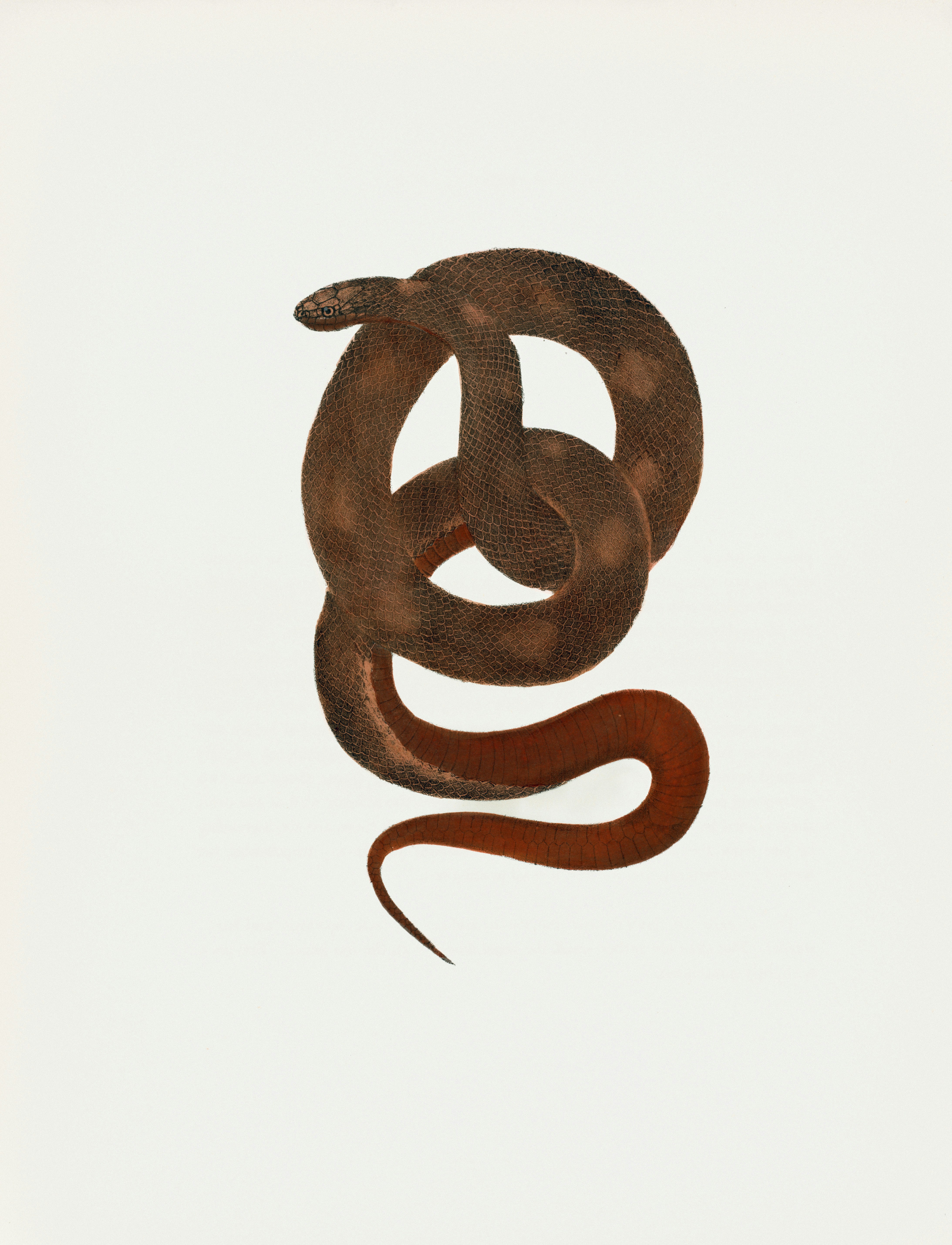 A brown snake coiled on a white background