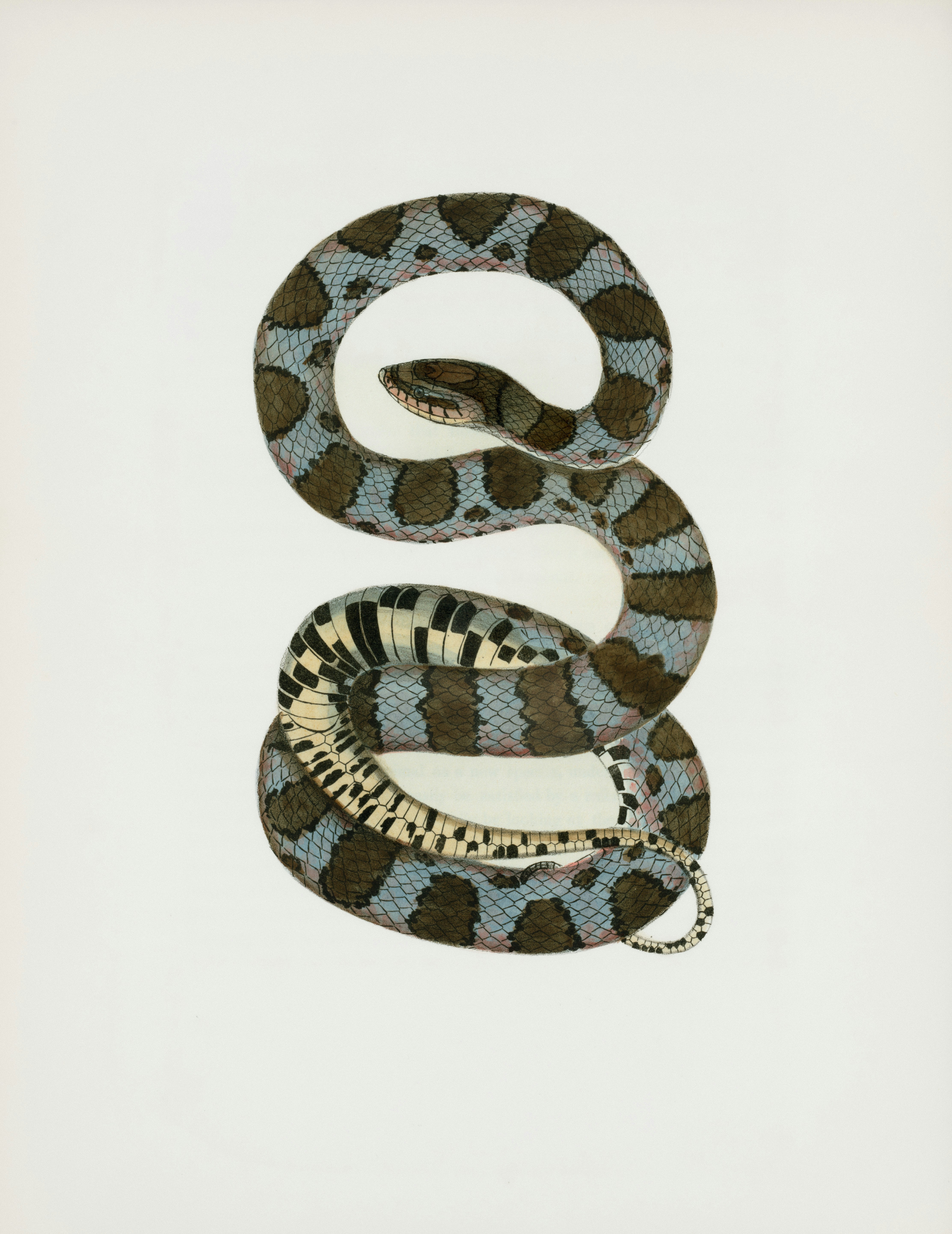 A coiled snake with blue and brown markings.