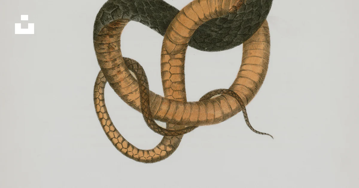Snakes Interlocking Two intertwined snakes on a white background. photo โ Free Animal Image ...