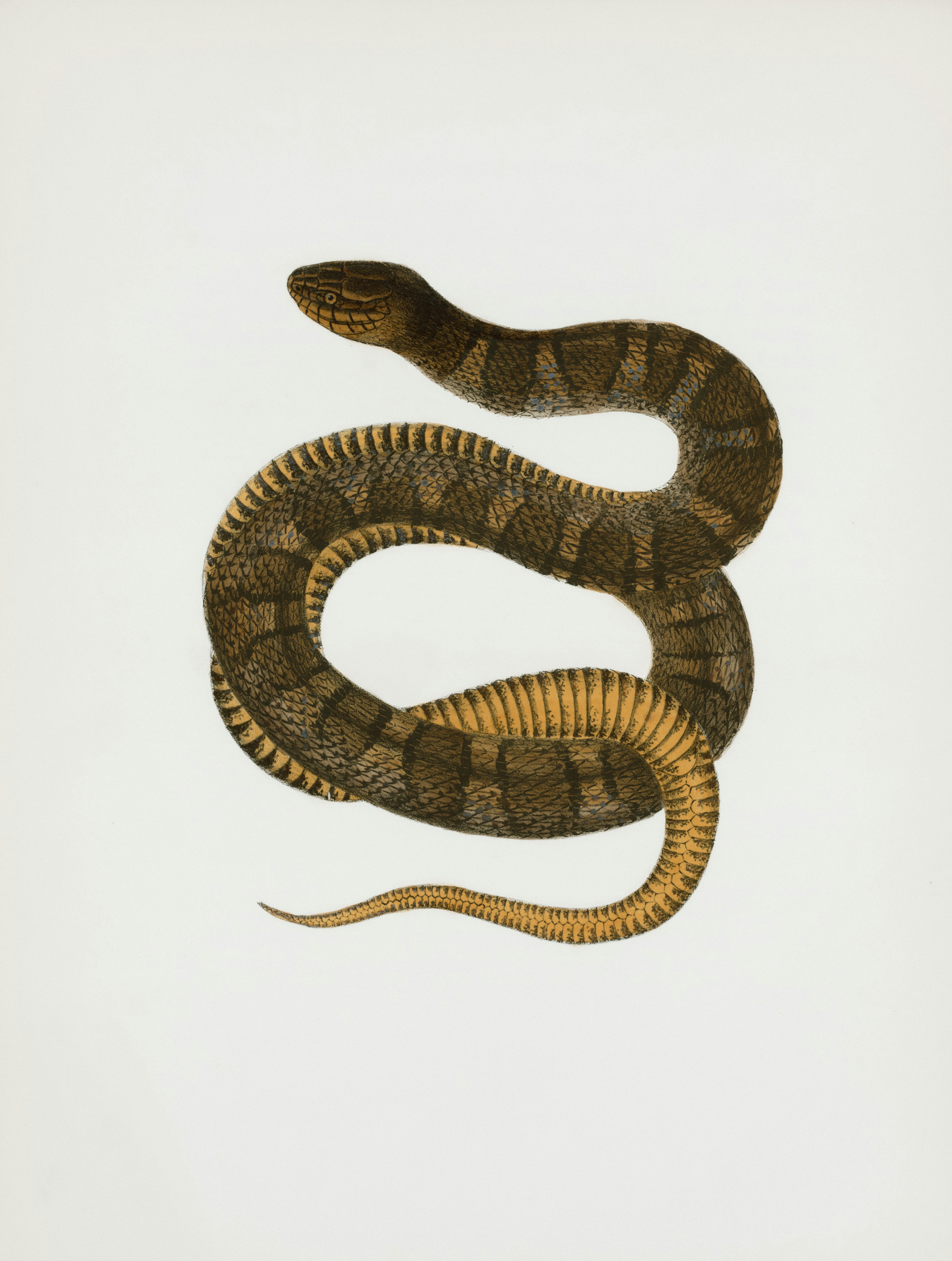 python code wallpaper, wallpaper, Python Programming: A Beginner's Guide 4