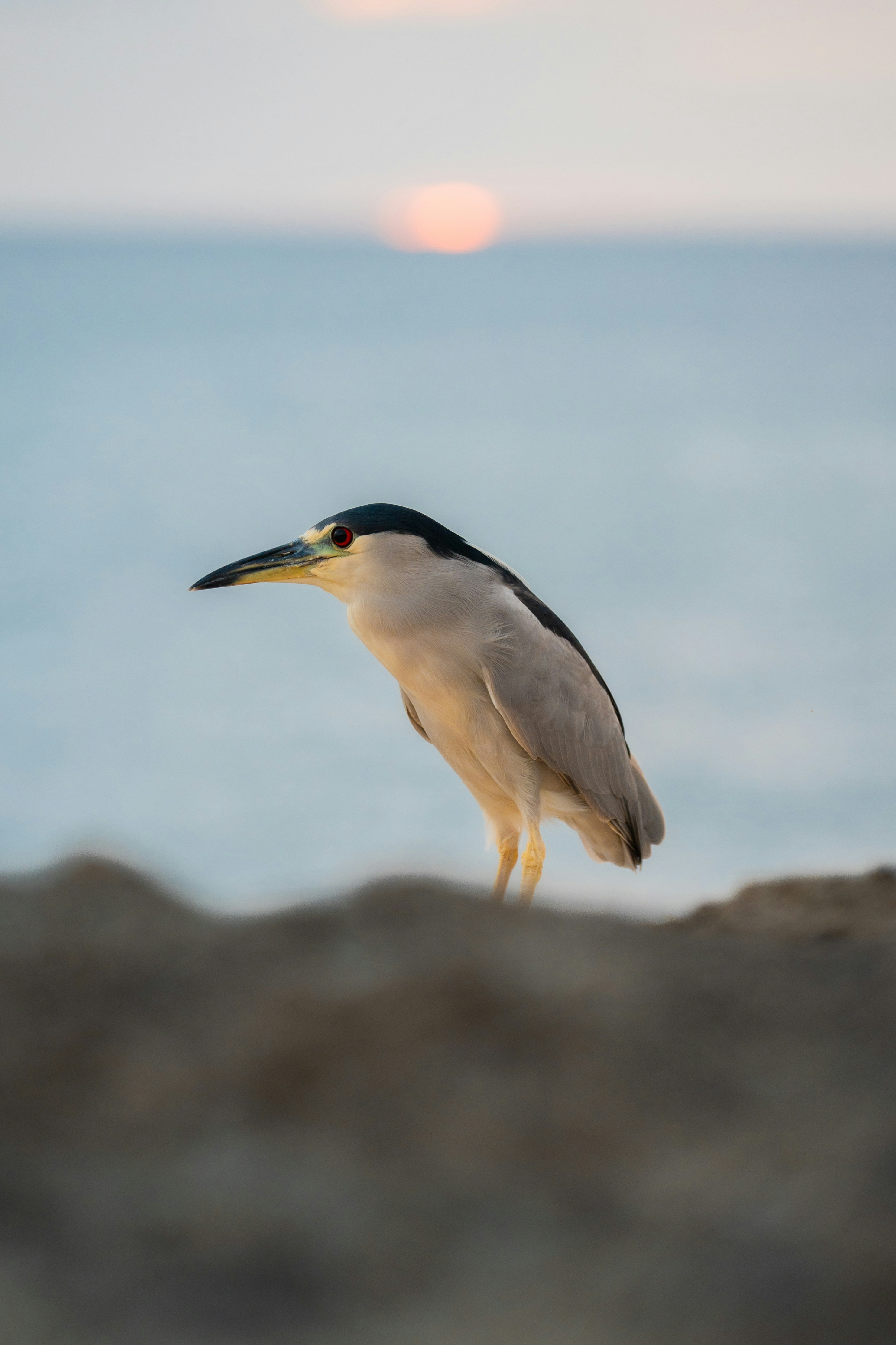 A heron stands on a rocky shore at sunset.