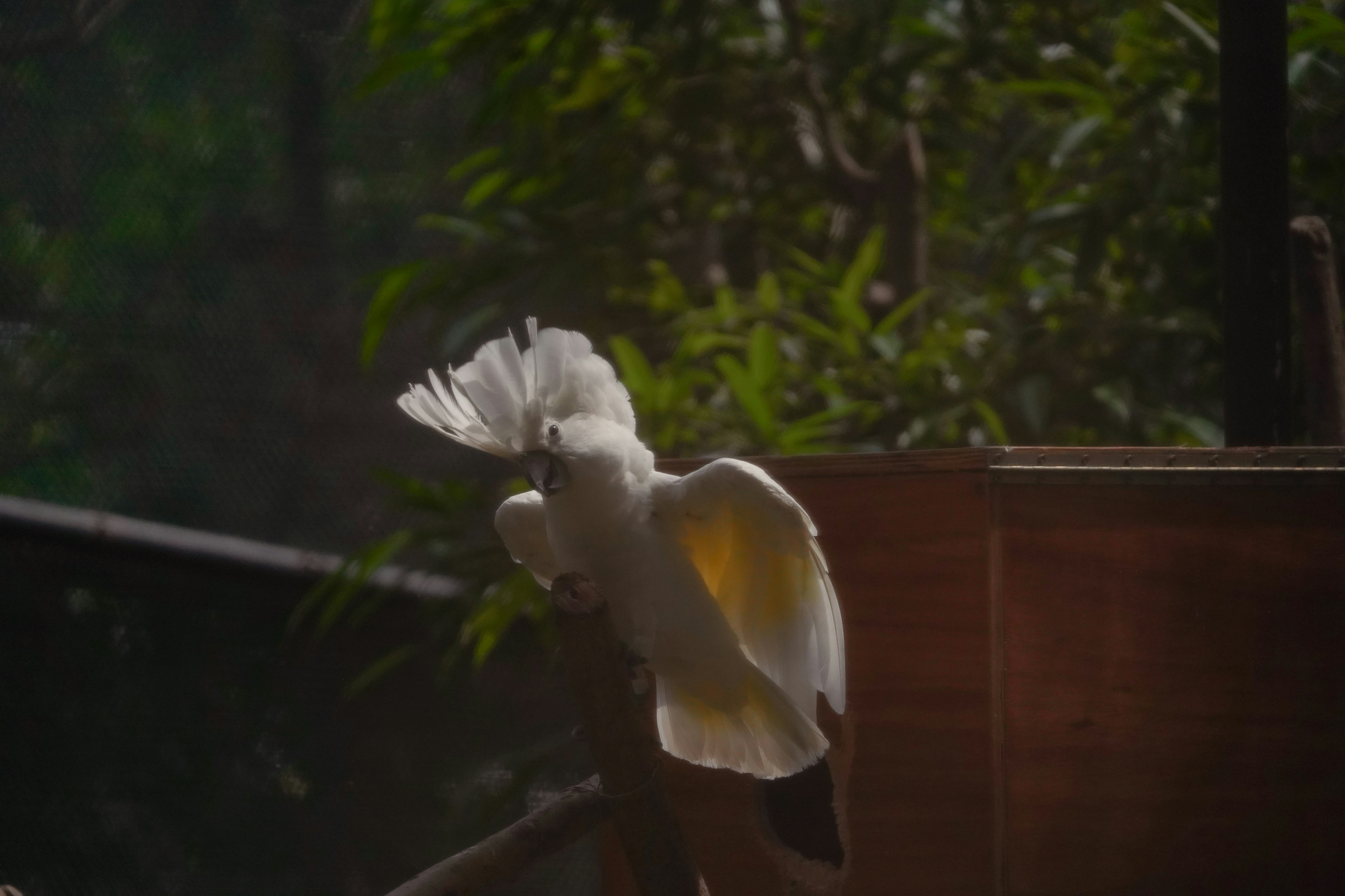 A white cockatoo perches on a branch with wings spread.