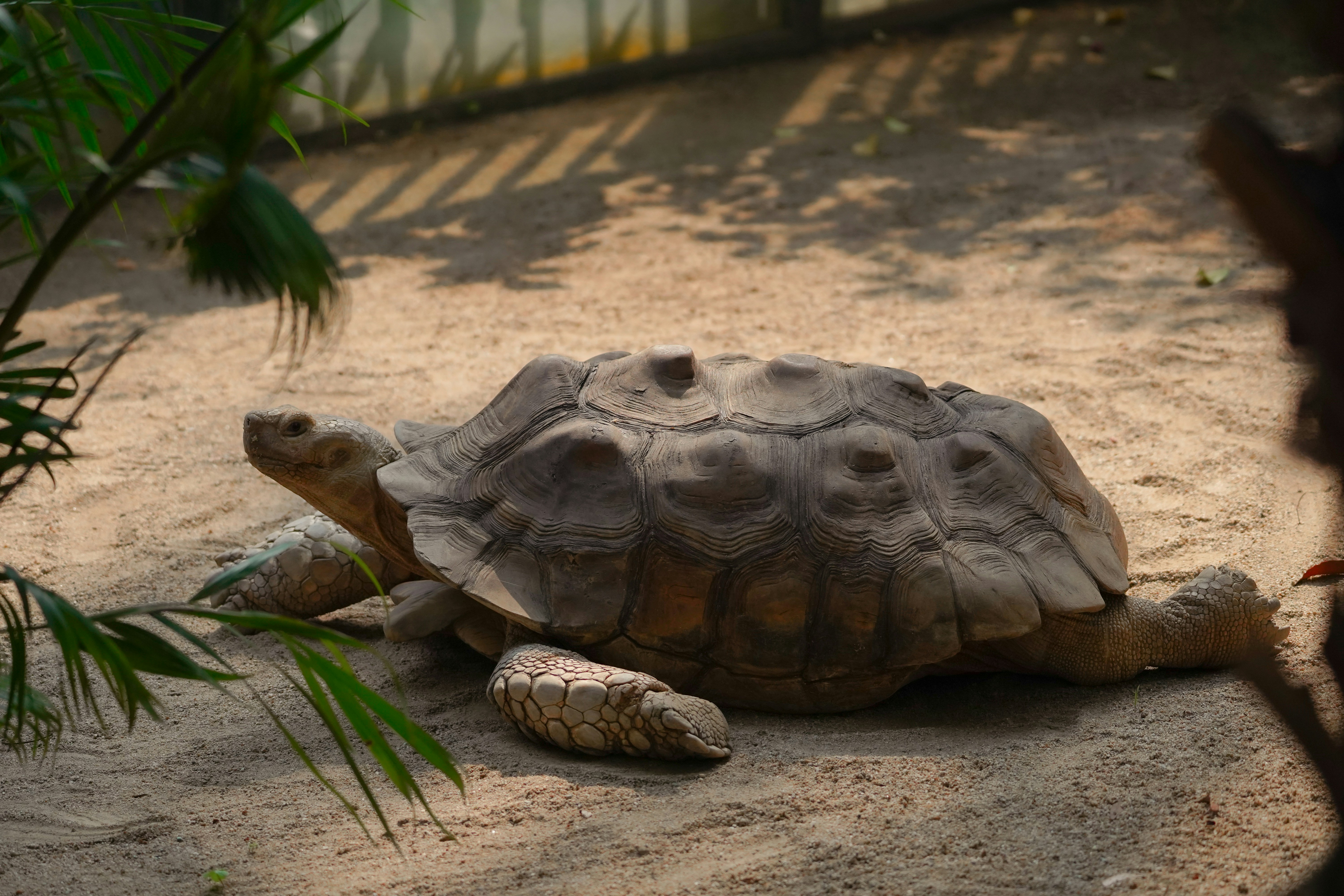 Giant Tortoise
