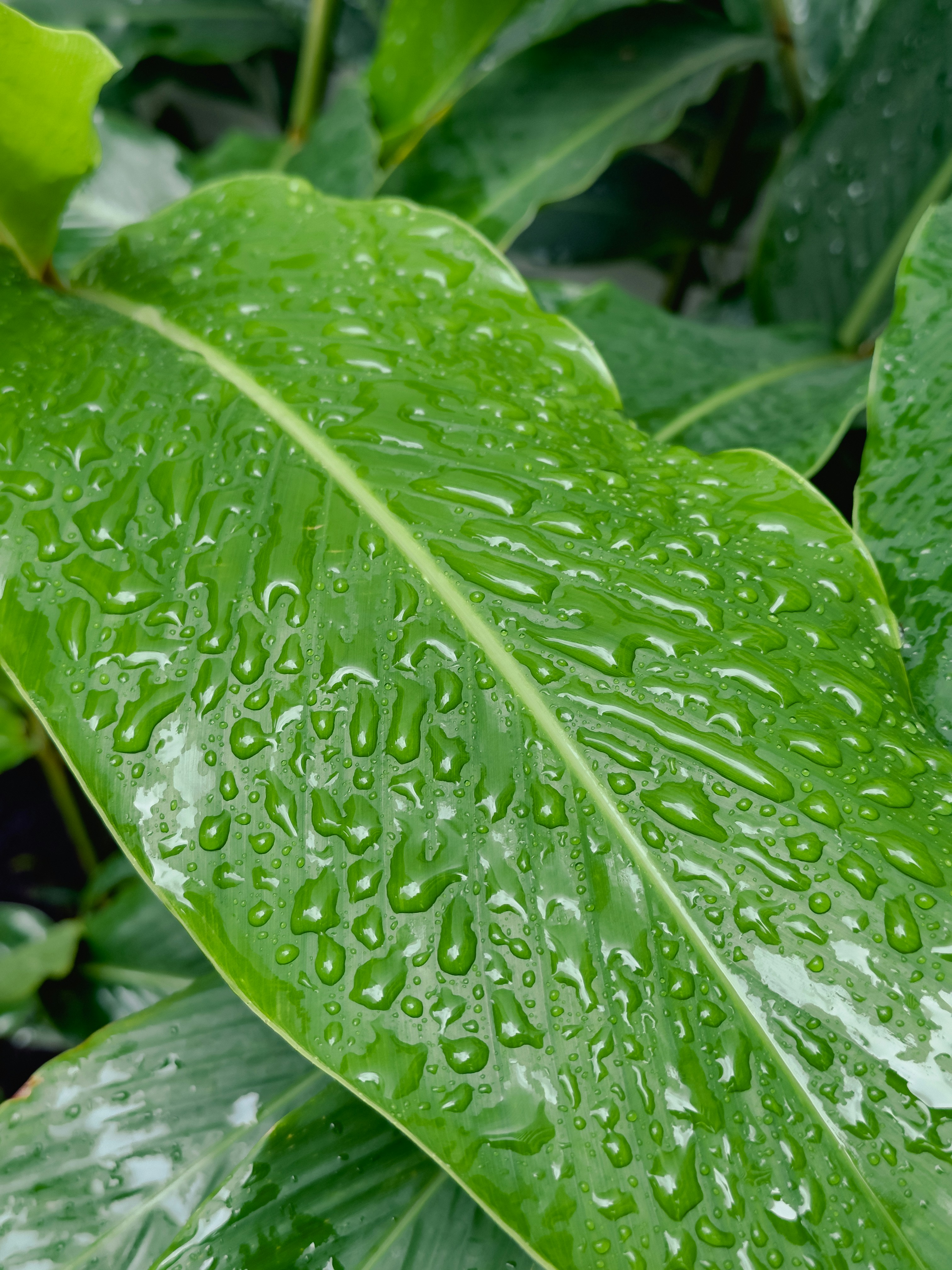 Photo by thiagojapyassu