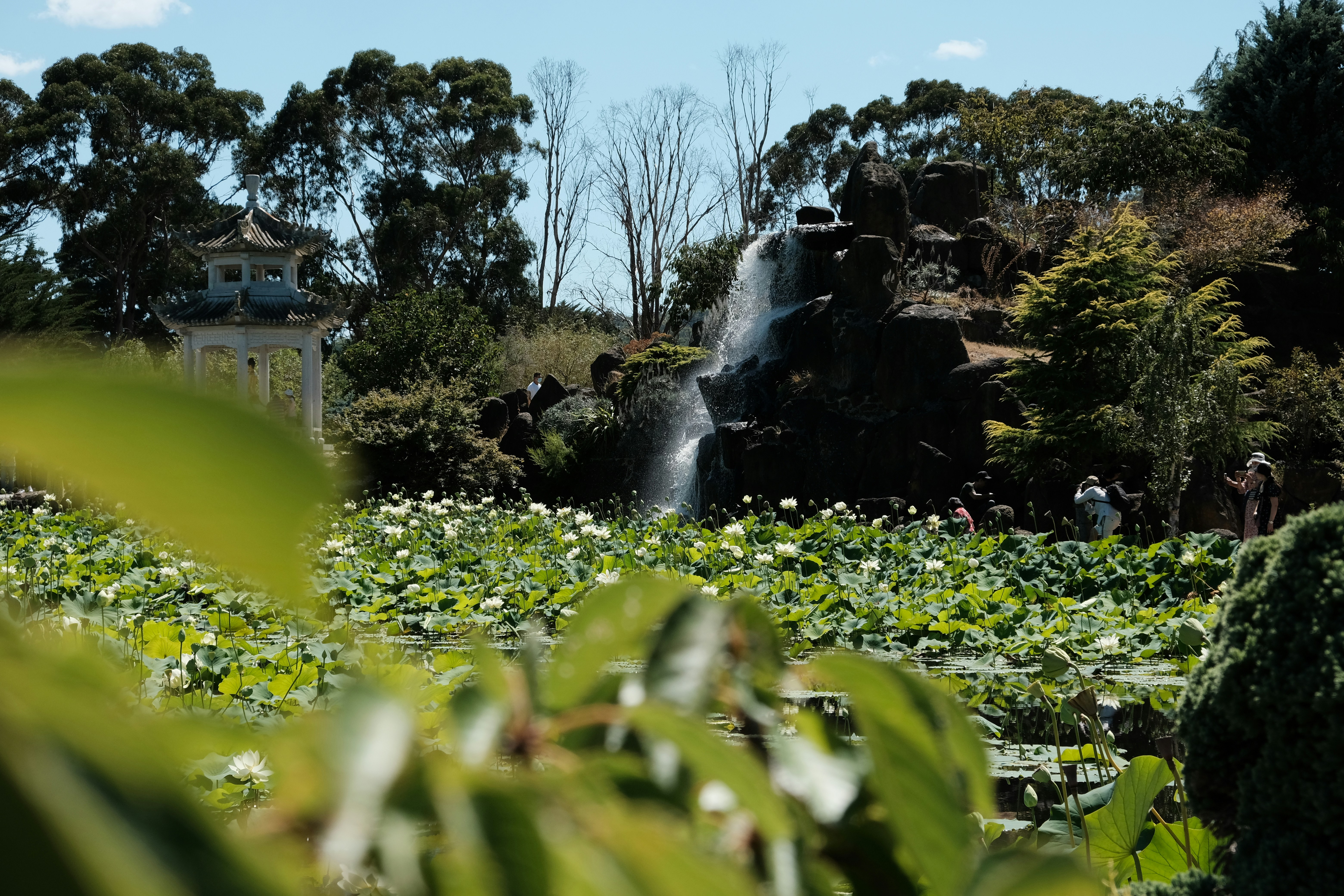 Waterfall cascading into a pond with lily pads