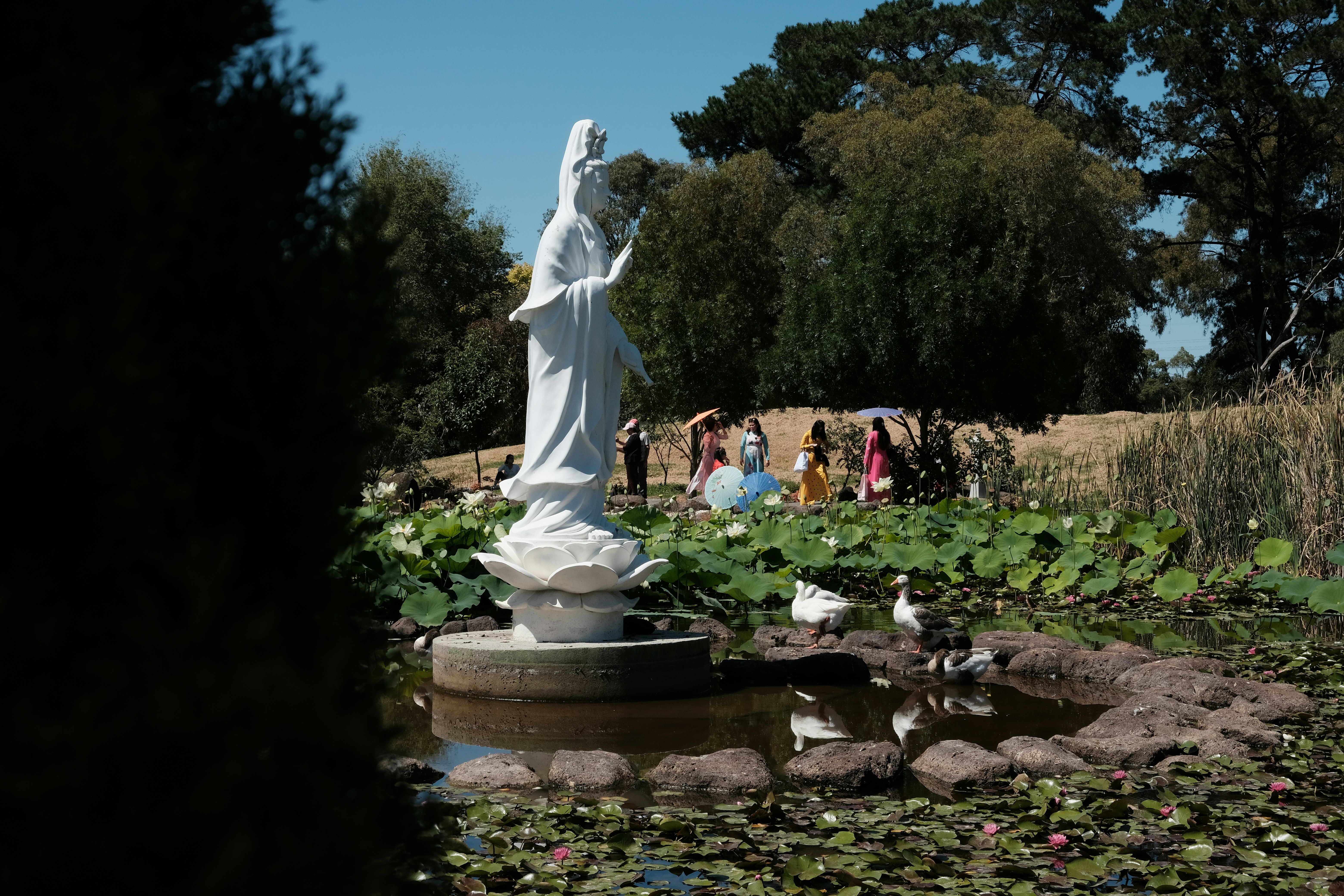 White statue in a lotus pond with ducks and people