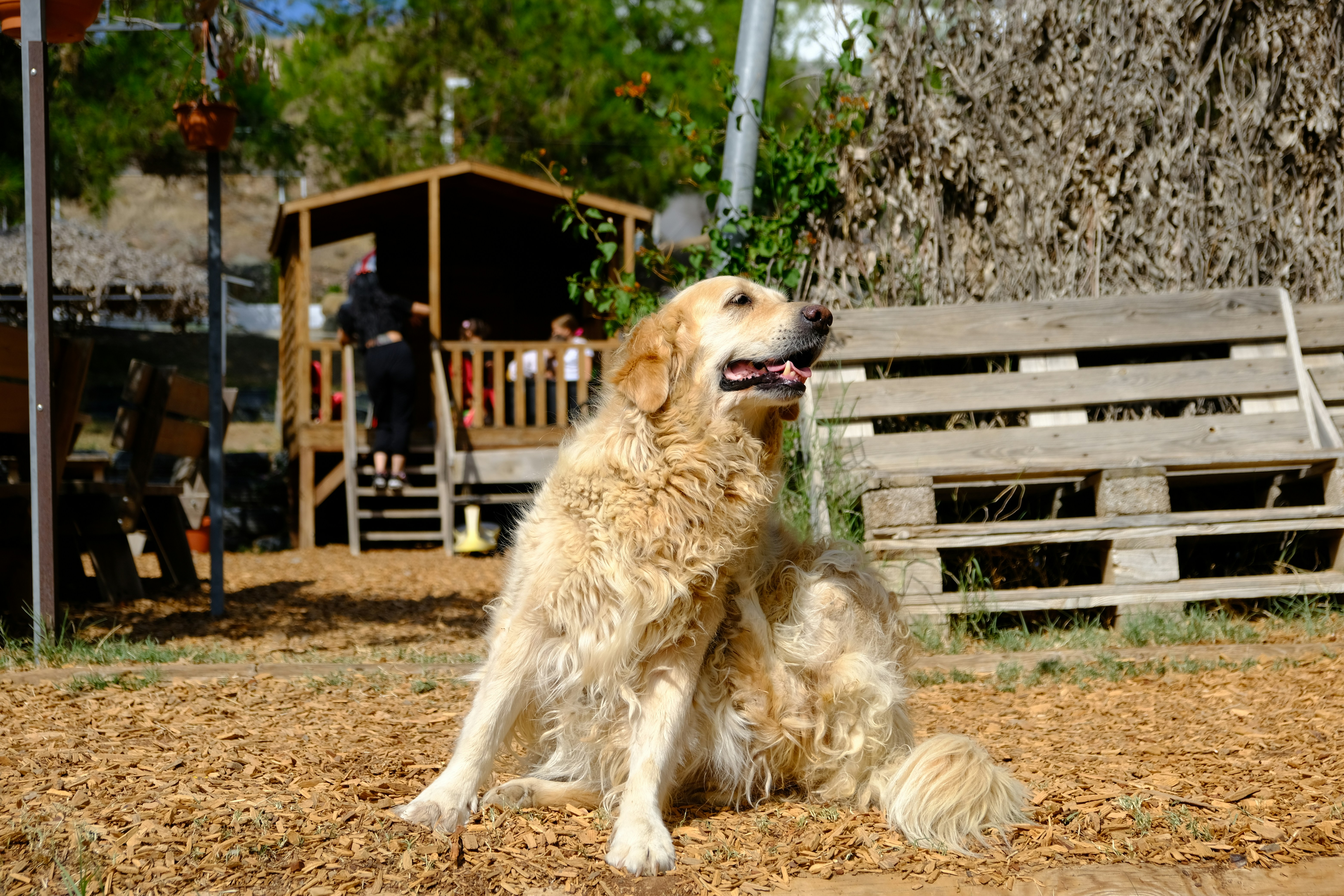 Hundeauslauf Kaltenkirchen